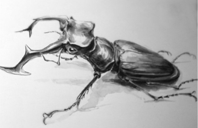 Stag Beetle - ink washh
