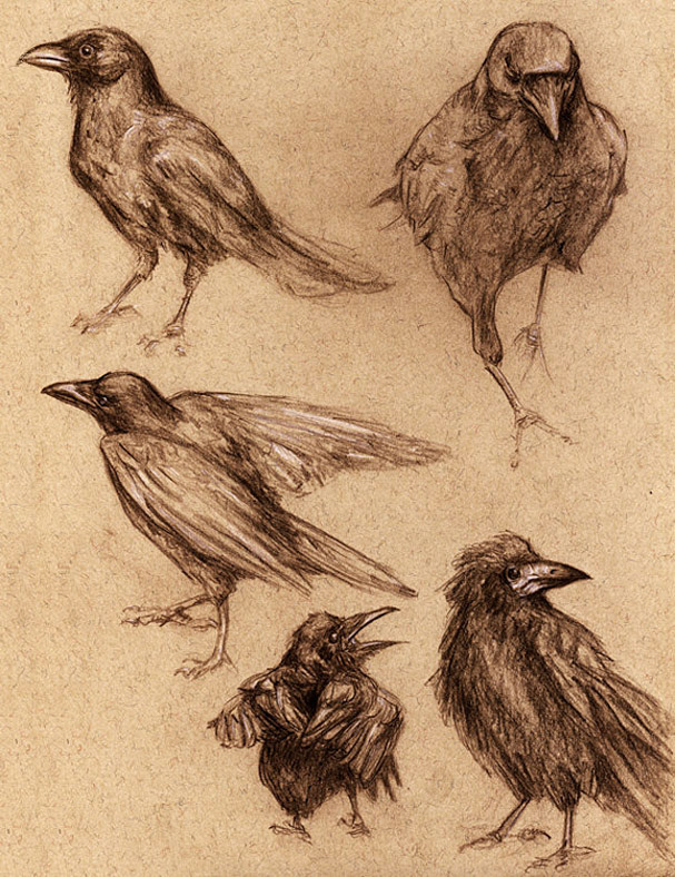 Crows - sepia pencil