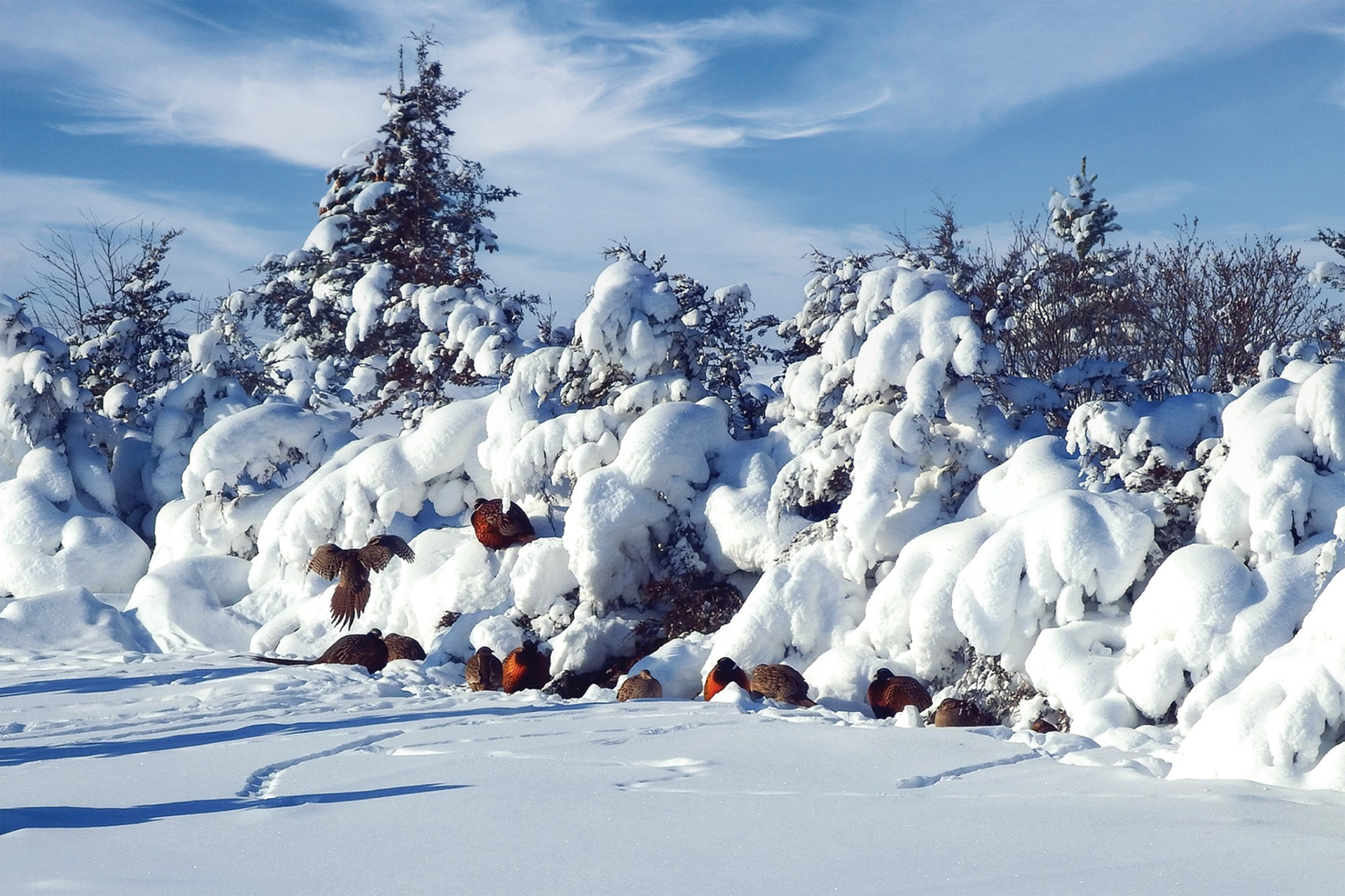 Snowy Pheasants