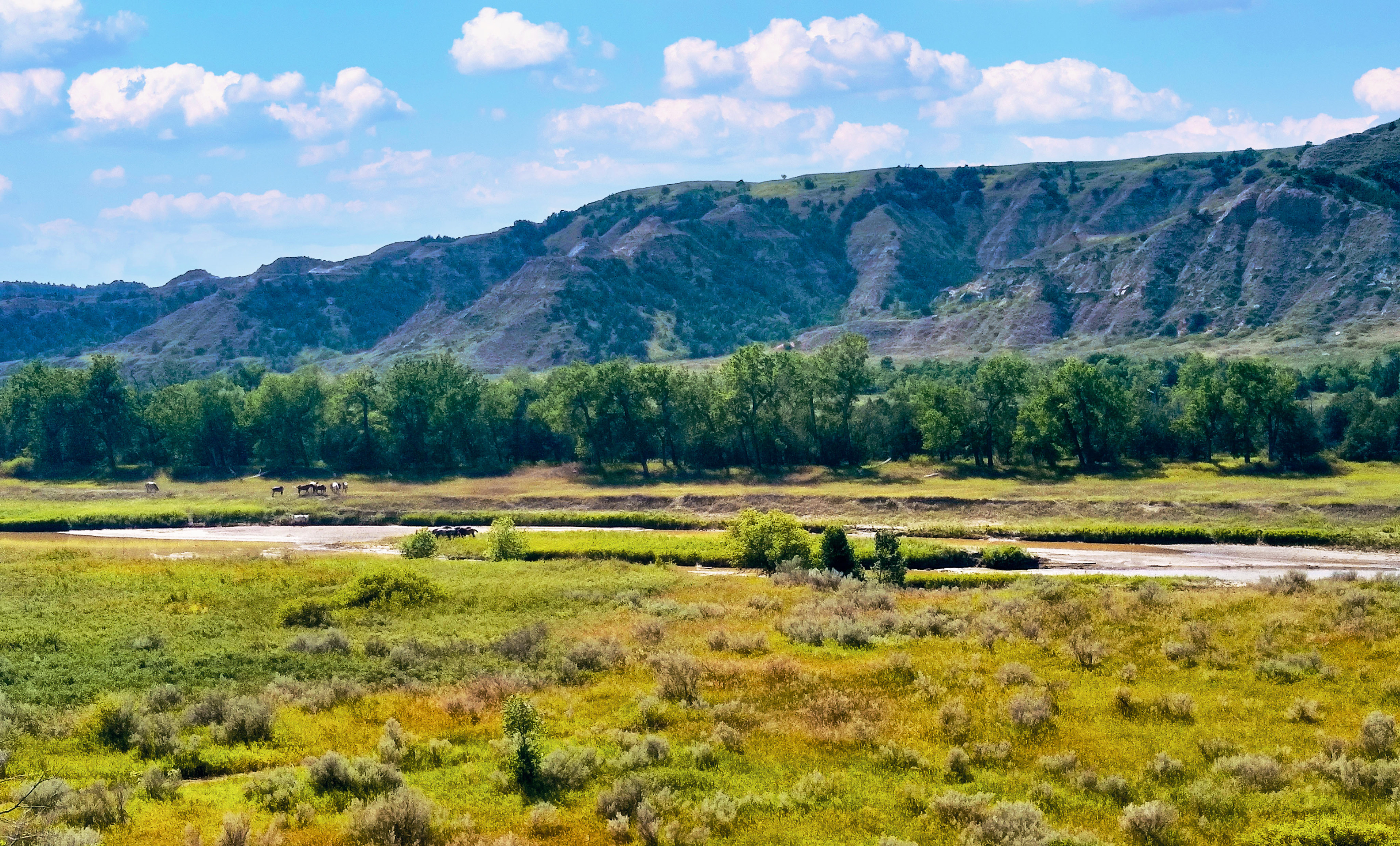 Medora Horses