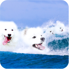 Dog surf