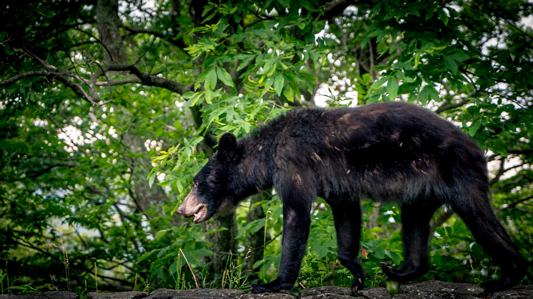 Black bear eating grubs, colts foot, and black berries Luray, VA