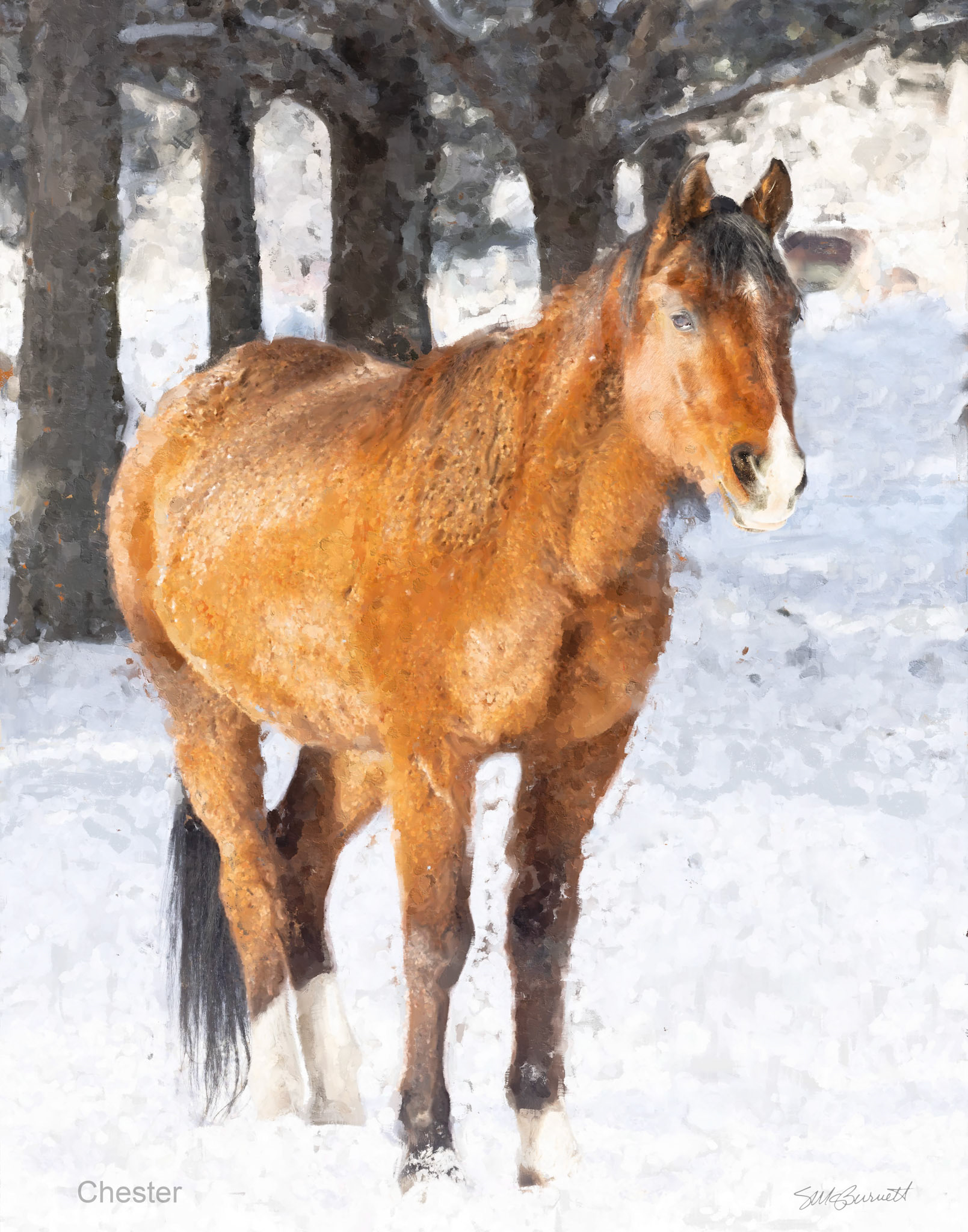 Chester-013.7Sty-Crop.Eyes-Sig.tif