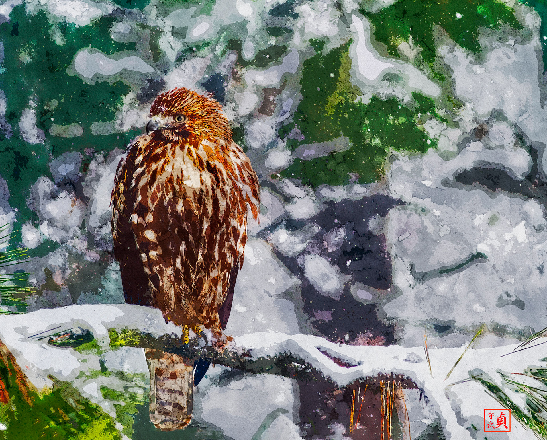 Hawk.1.jpg