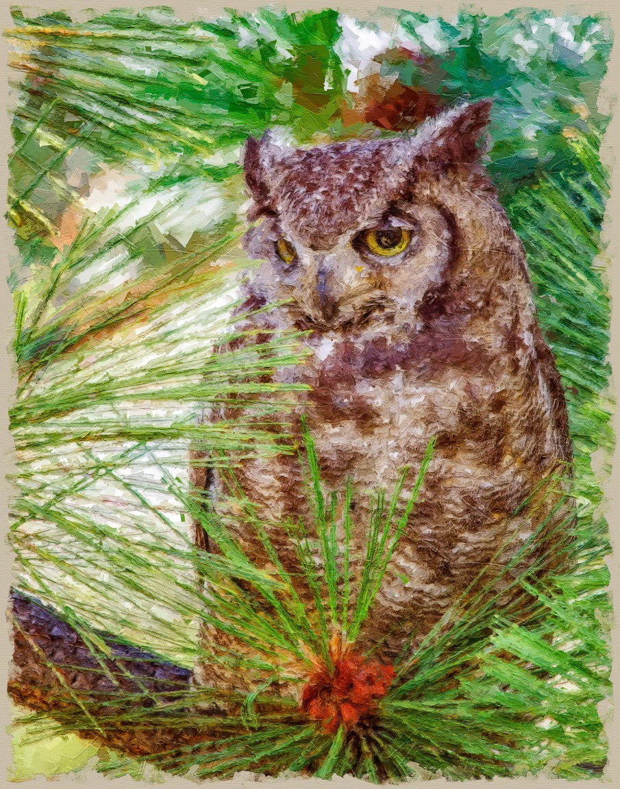 160722.Owl-001.Sharp.Painterly.jpg