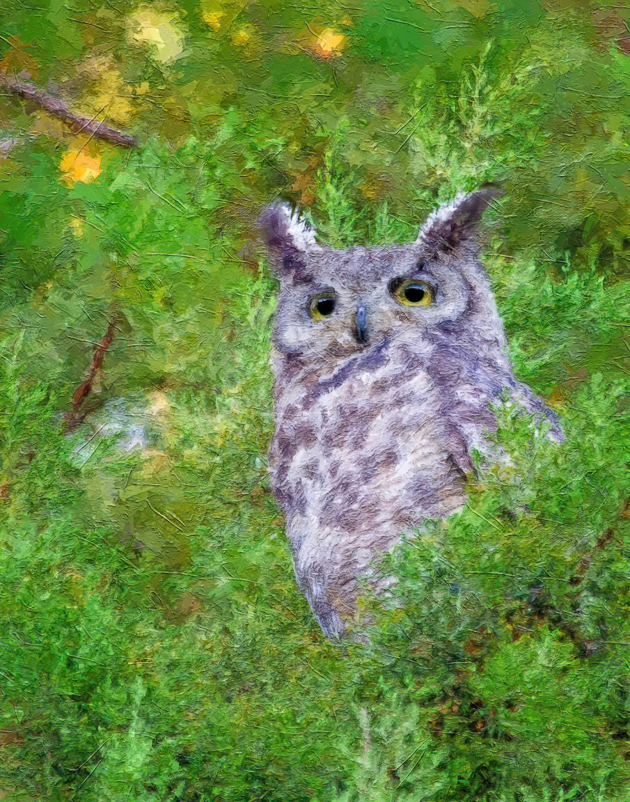 160722.Owl-009.Crop.Painterly.Mix.X2.jpg