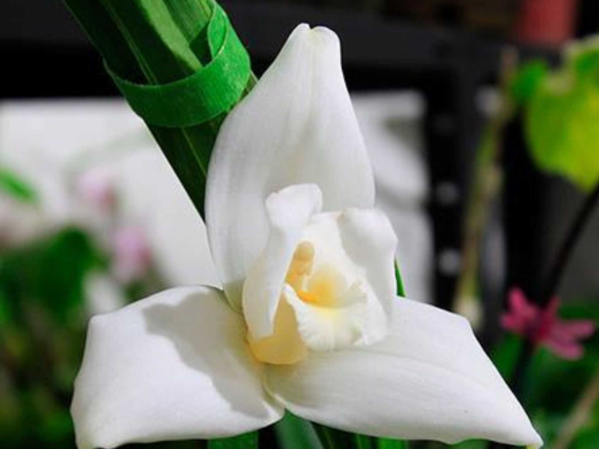 Guatemala's flower, la monja blanca