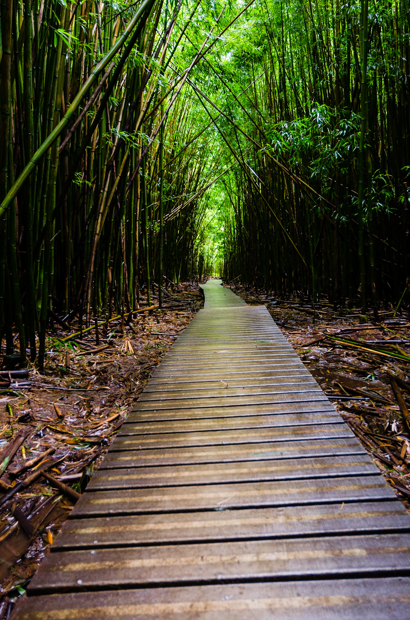 Hana Bamboo Forest