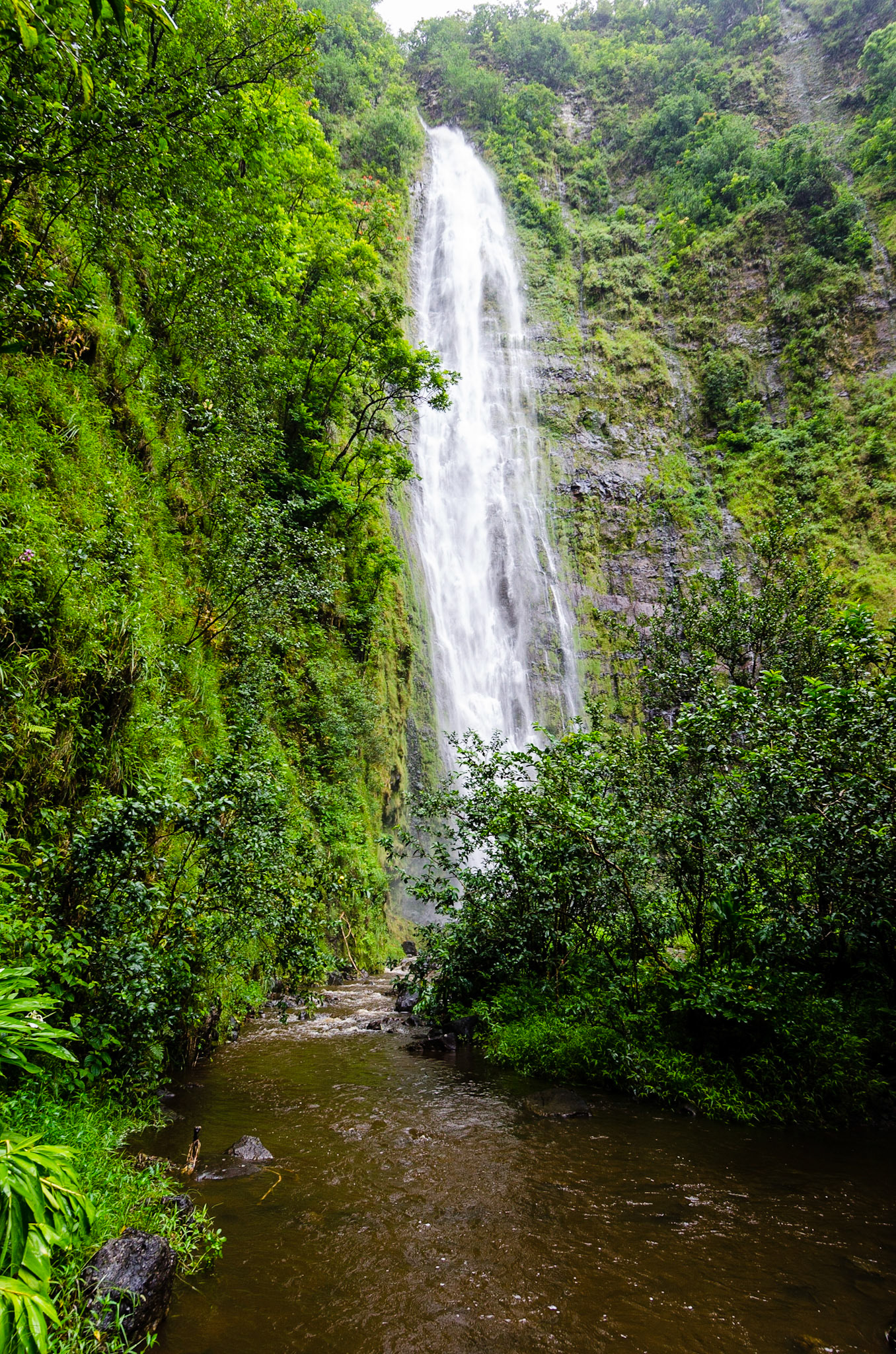 Hana Bamboo Forest