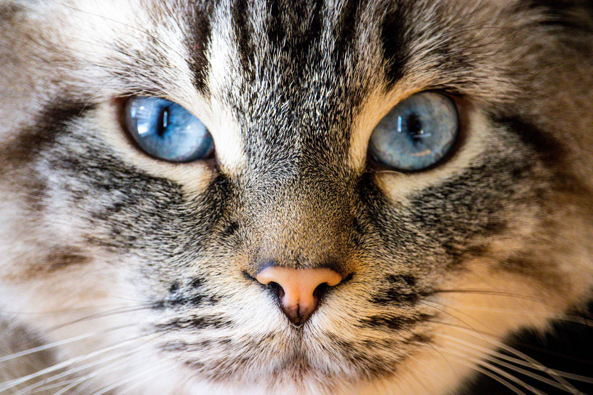 Tesla the Cat