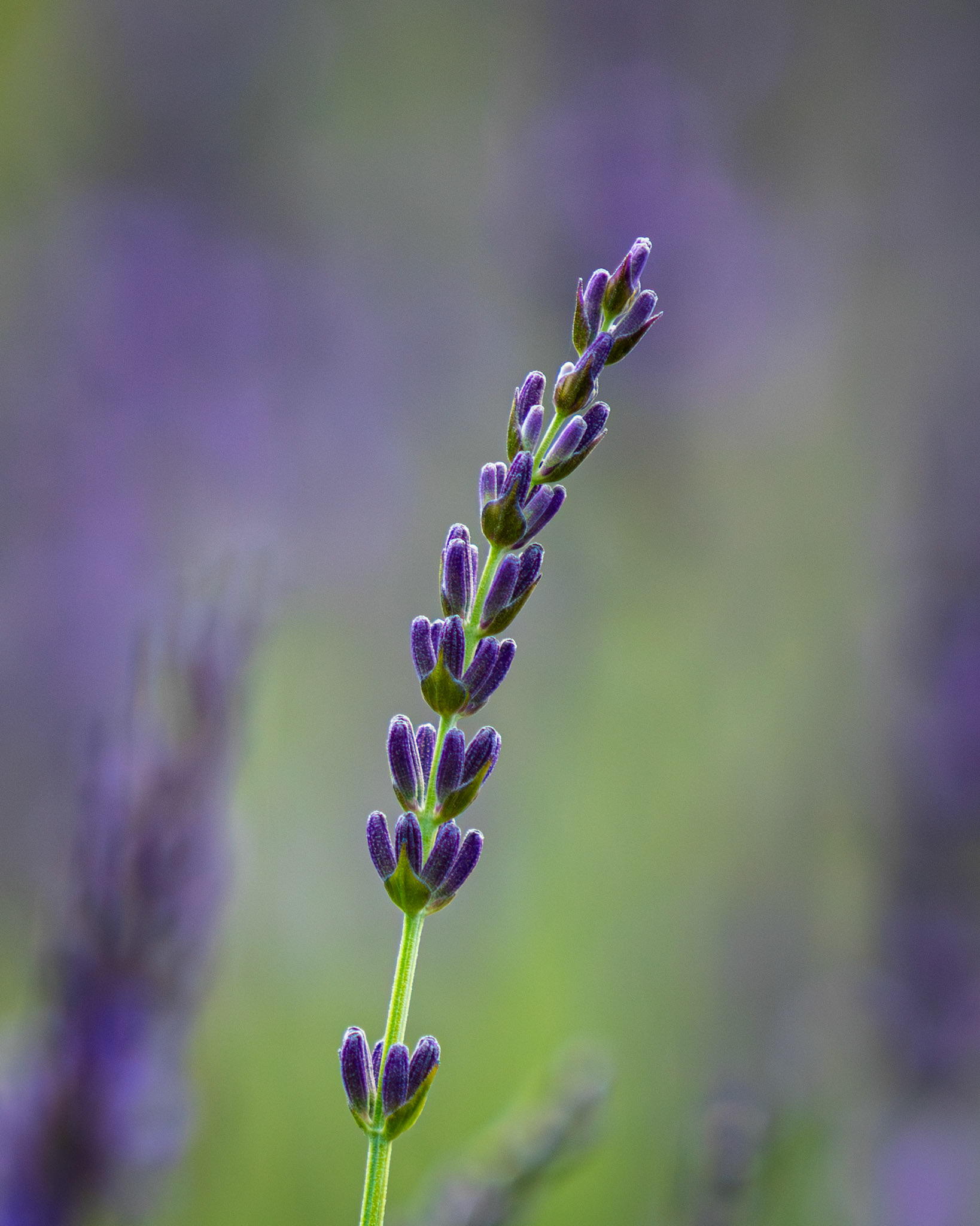 @lavenderatoceanbreezefarm