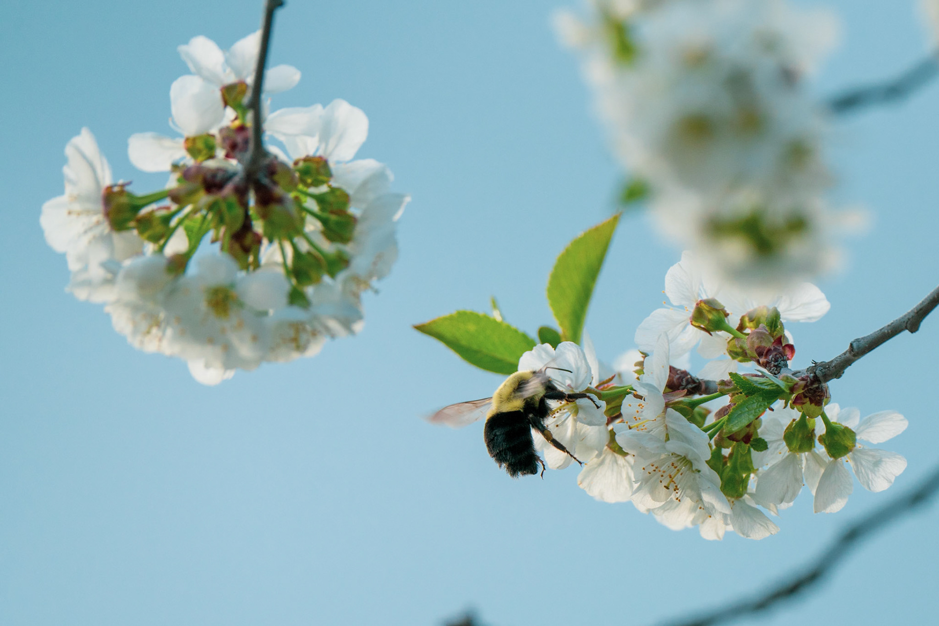 The bee and the flower #2