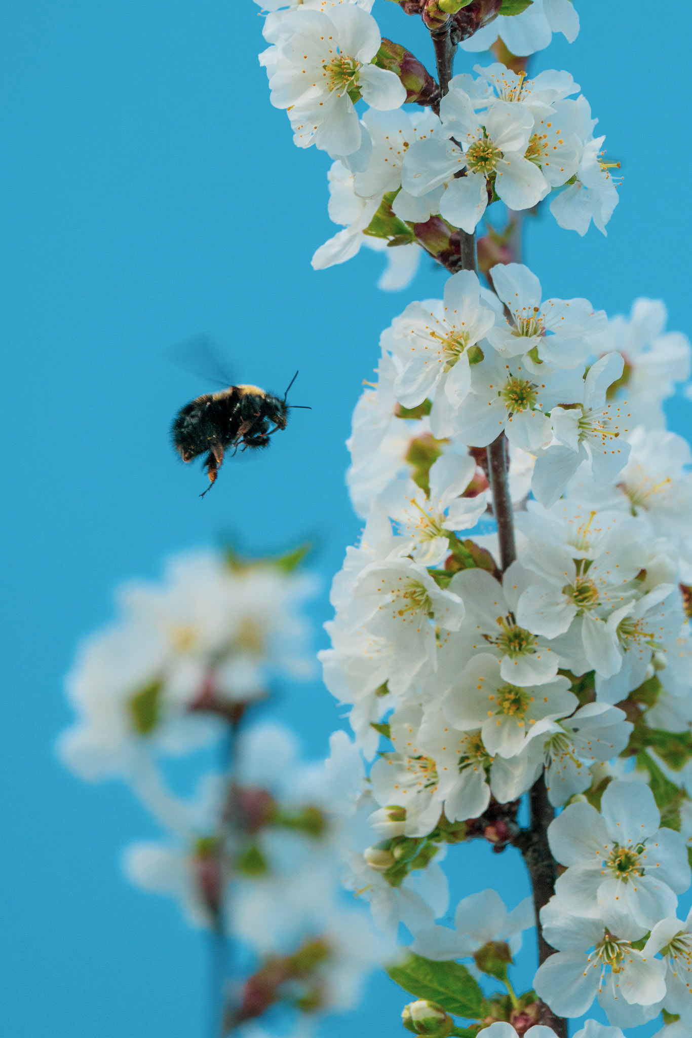 The bee and the flower #3