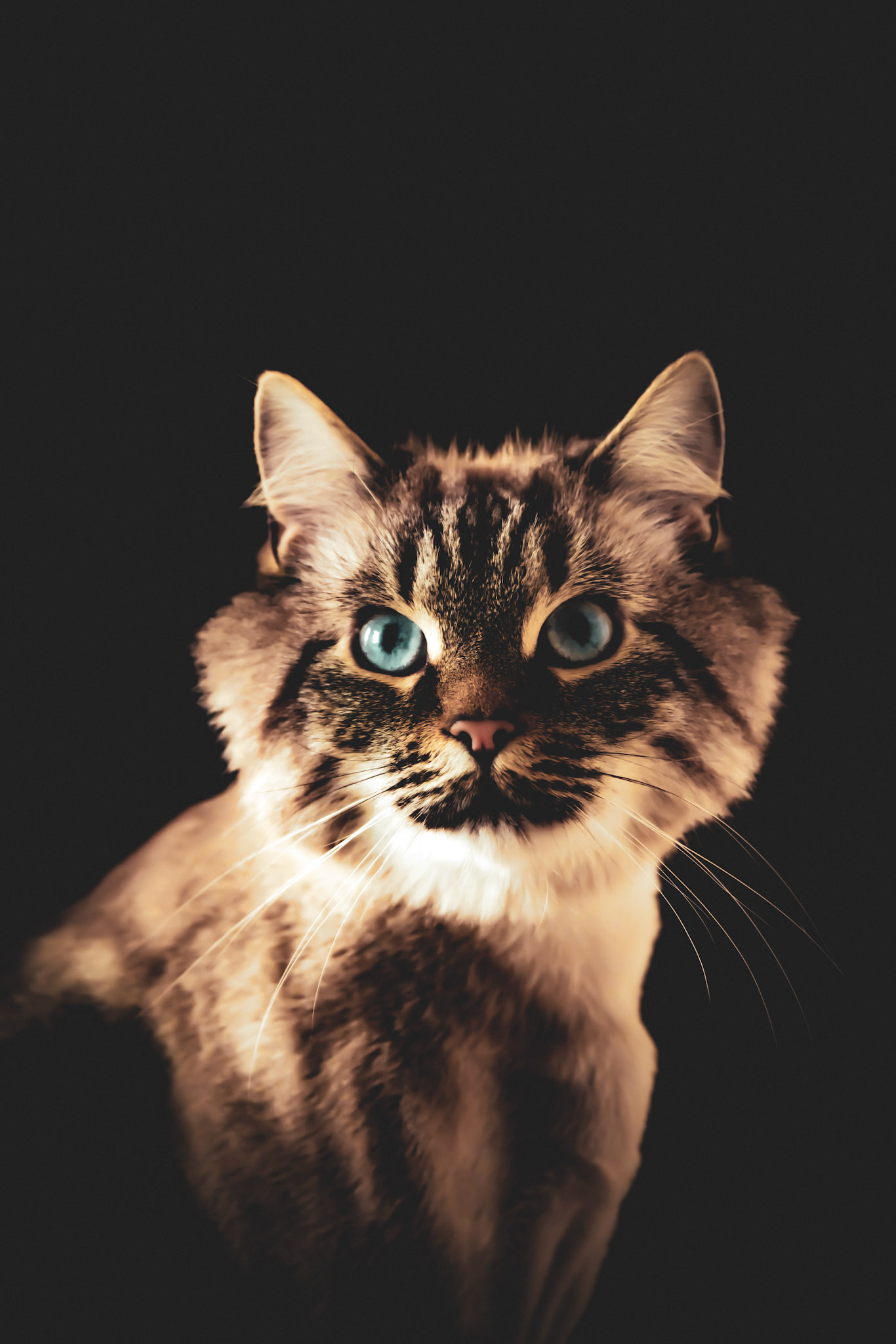 Spooky Cat