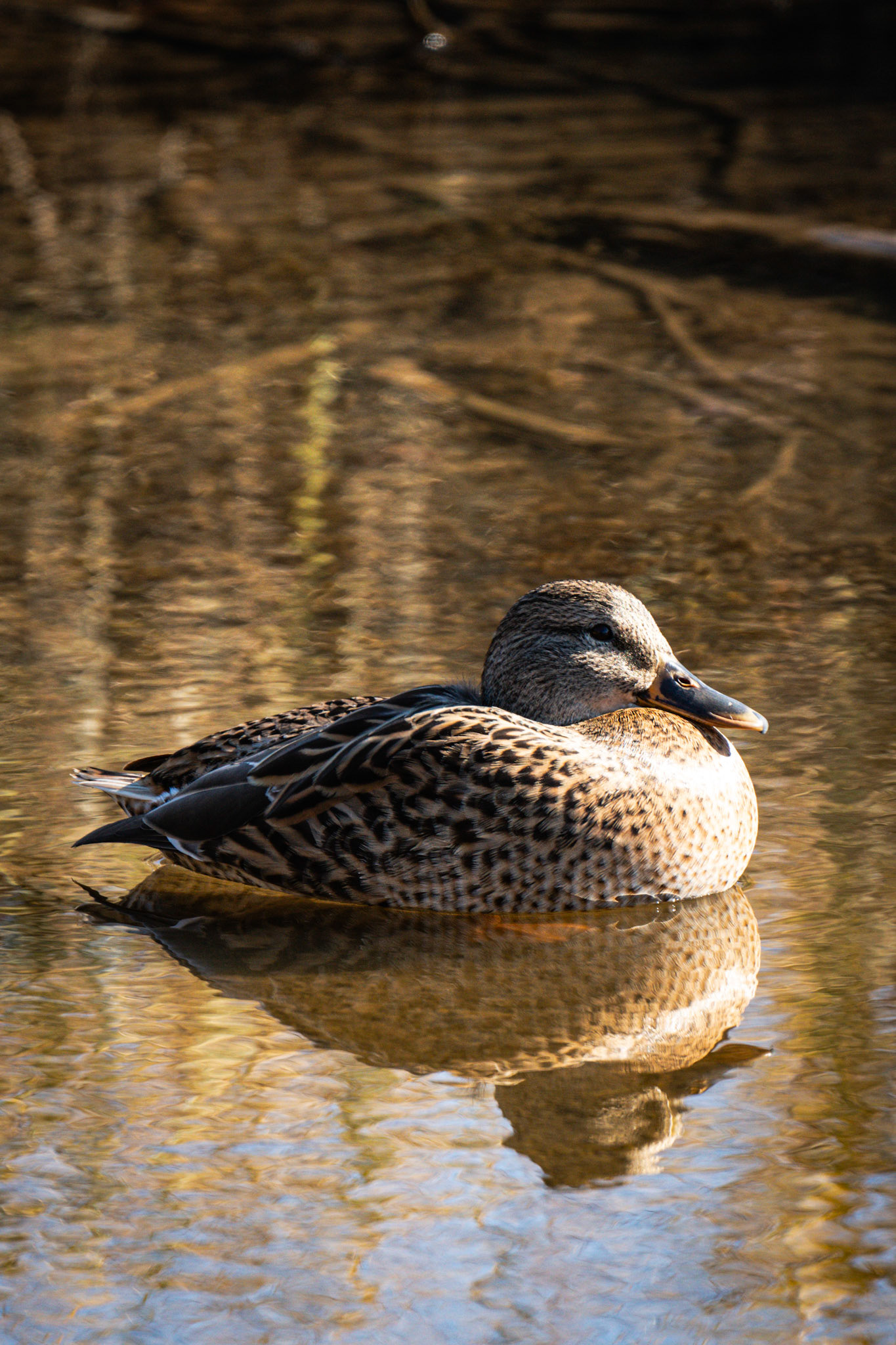 Ms. Mallard