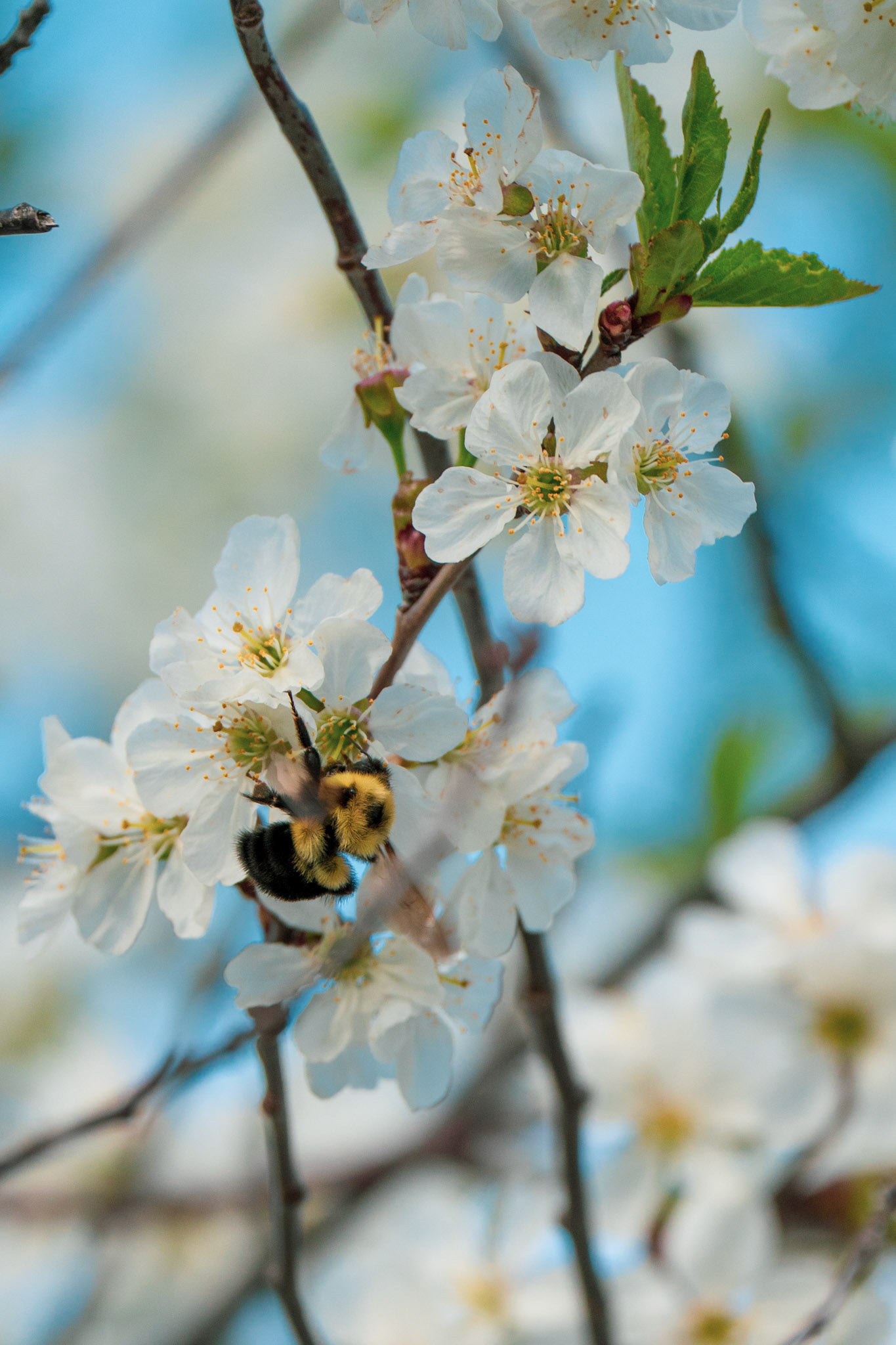 The bee and the flower #4