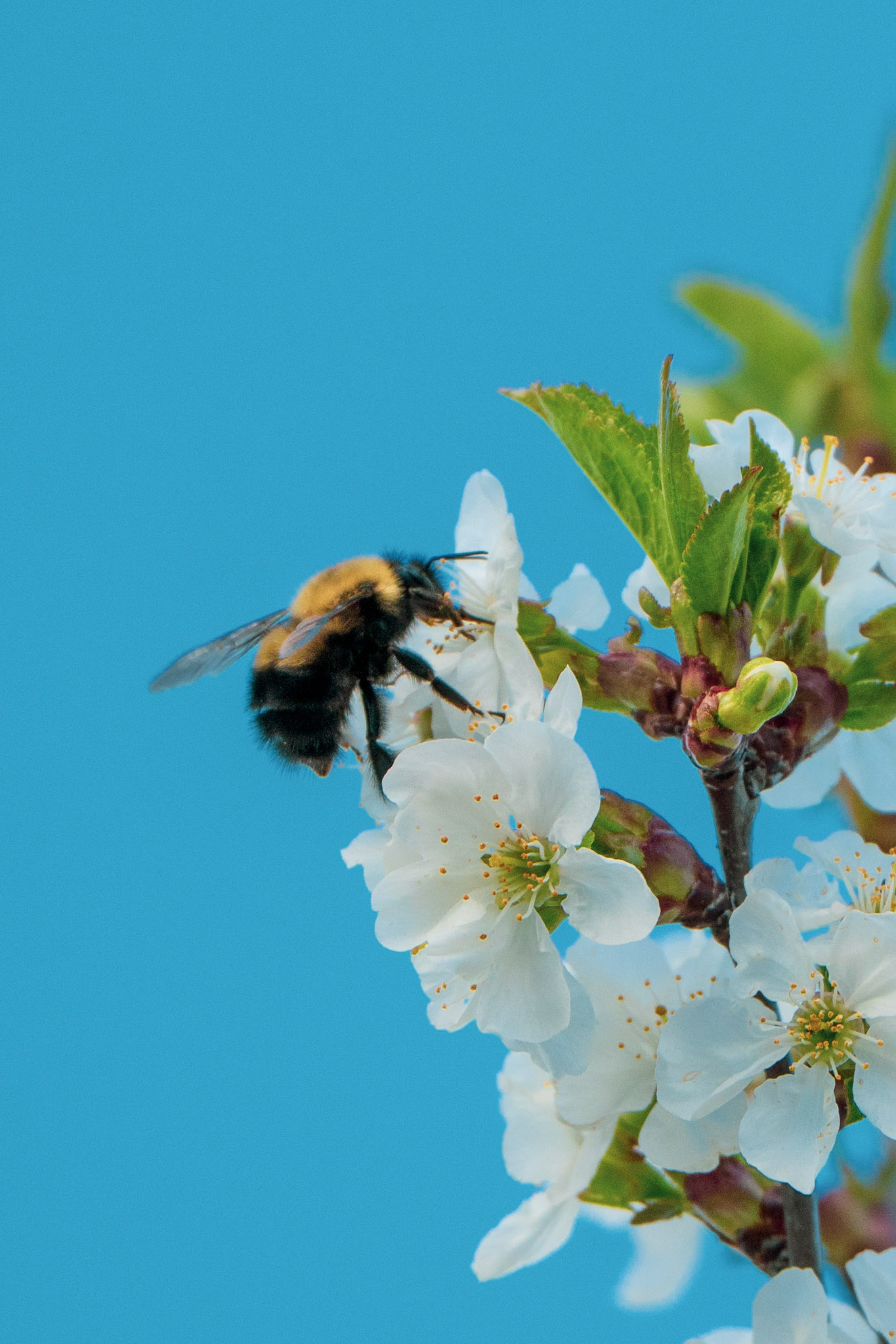 The bee and the flower #5