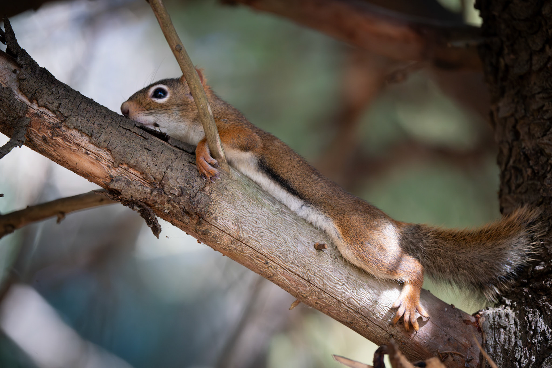 Chiling Squirrel
