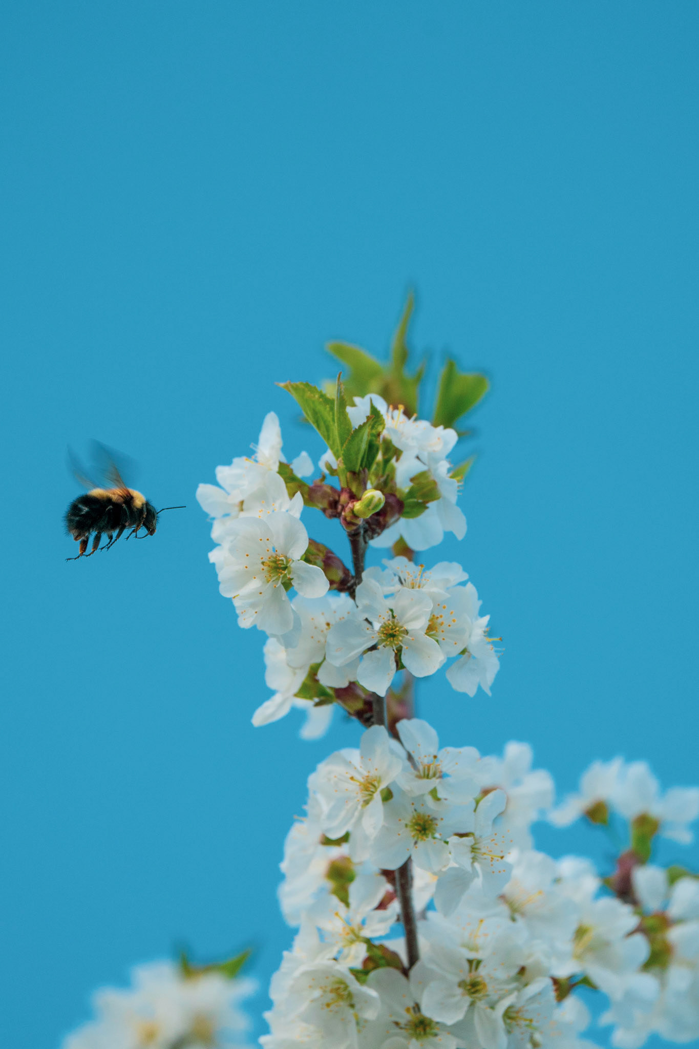 The bee and the flower #1