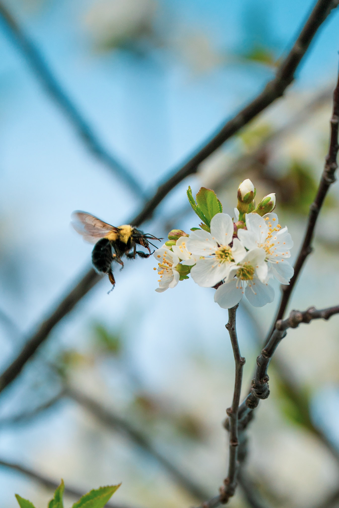 The bee and the flower #6