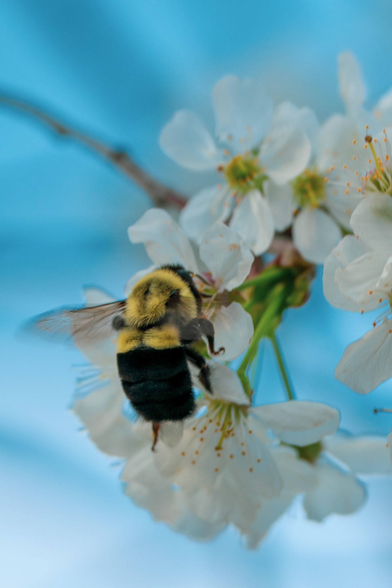 The bee and the flower #7