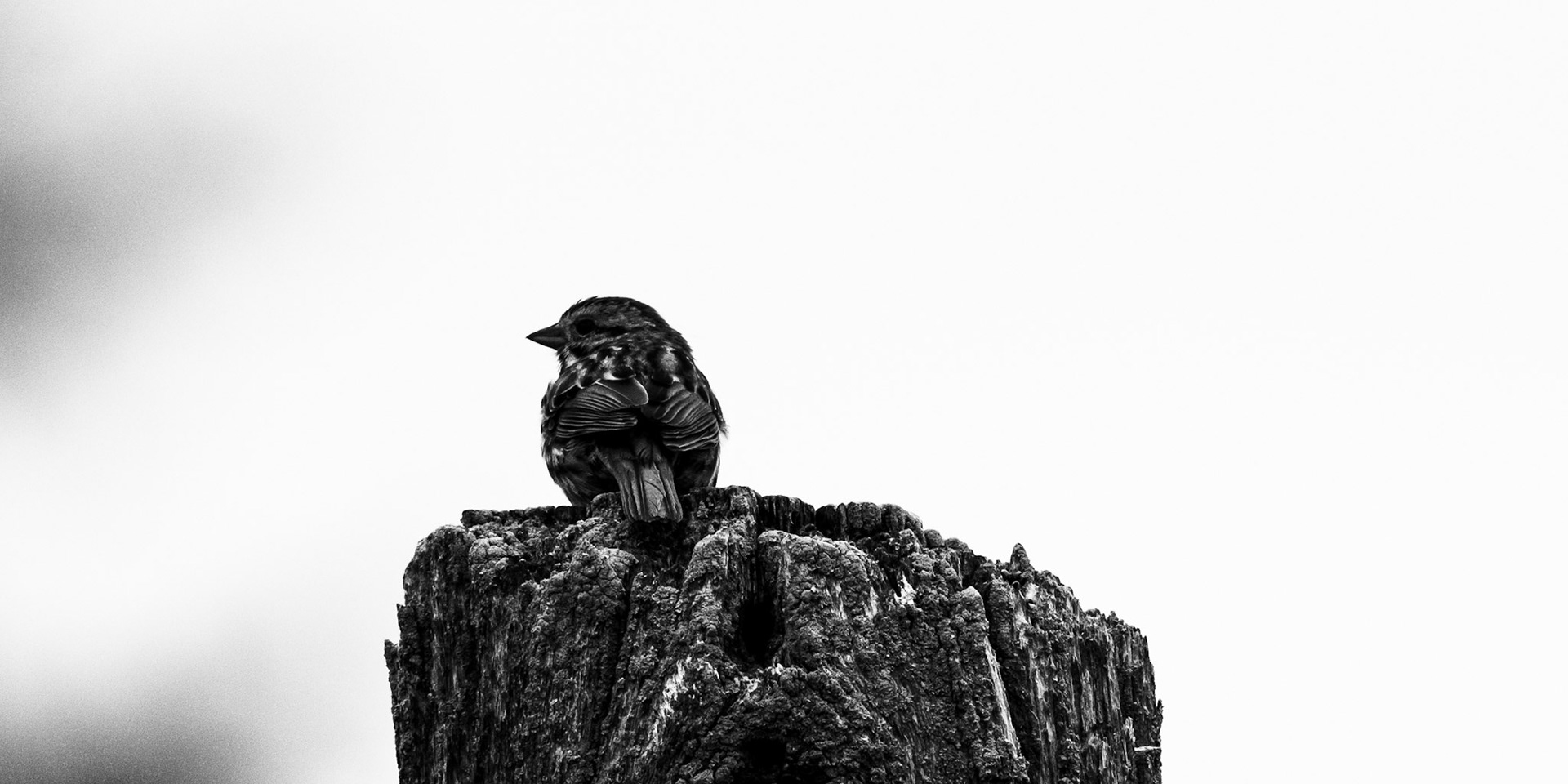 Song Sparrow