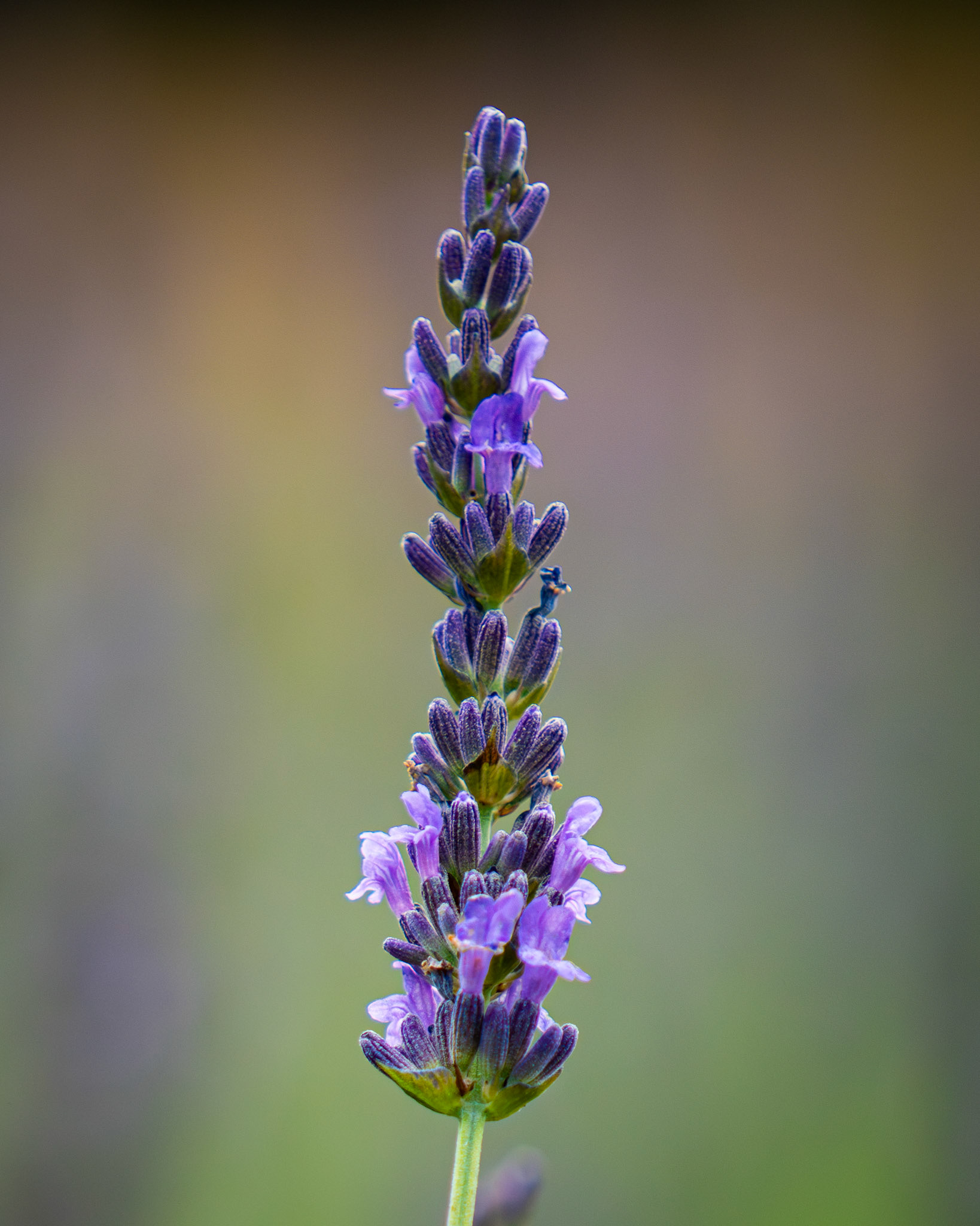 @lavenderatoceanbreezefarm