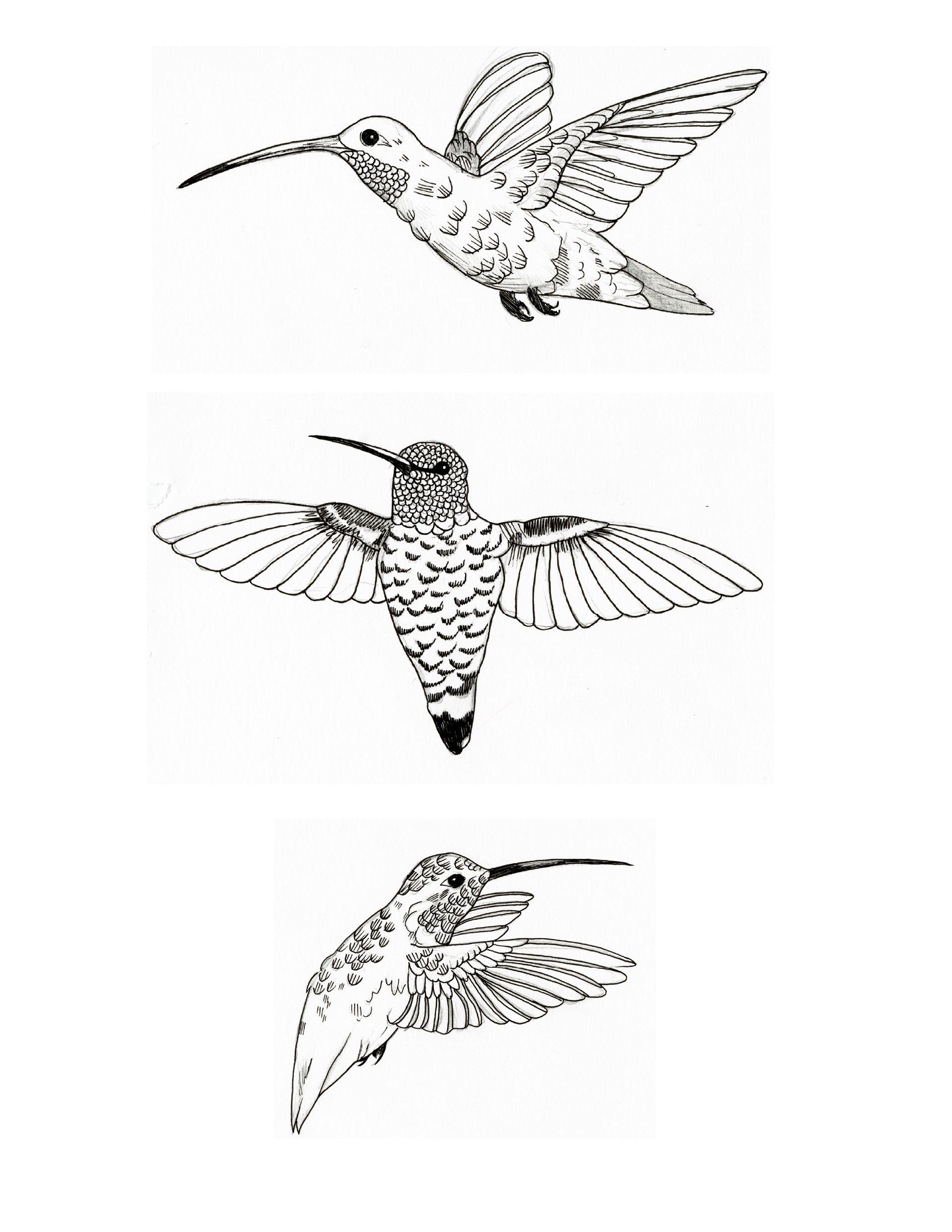 Animal Form Drawings