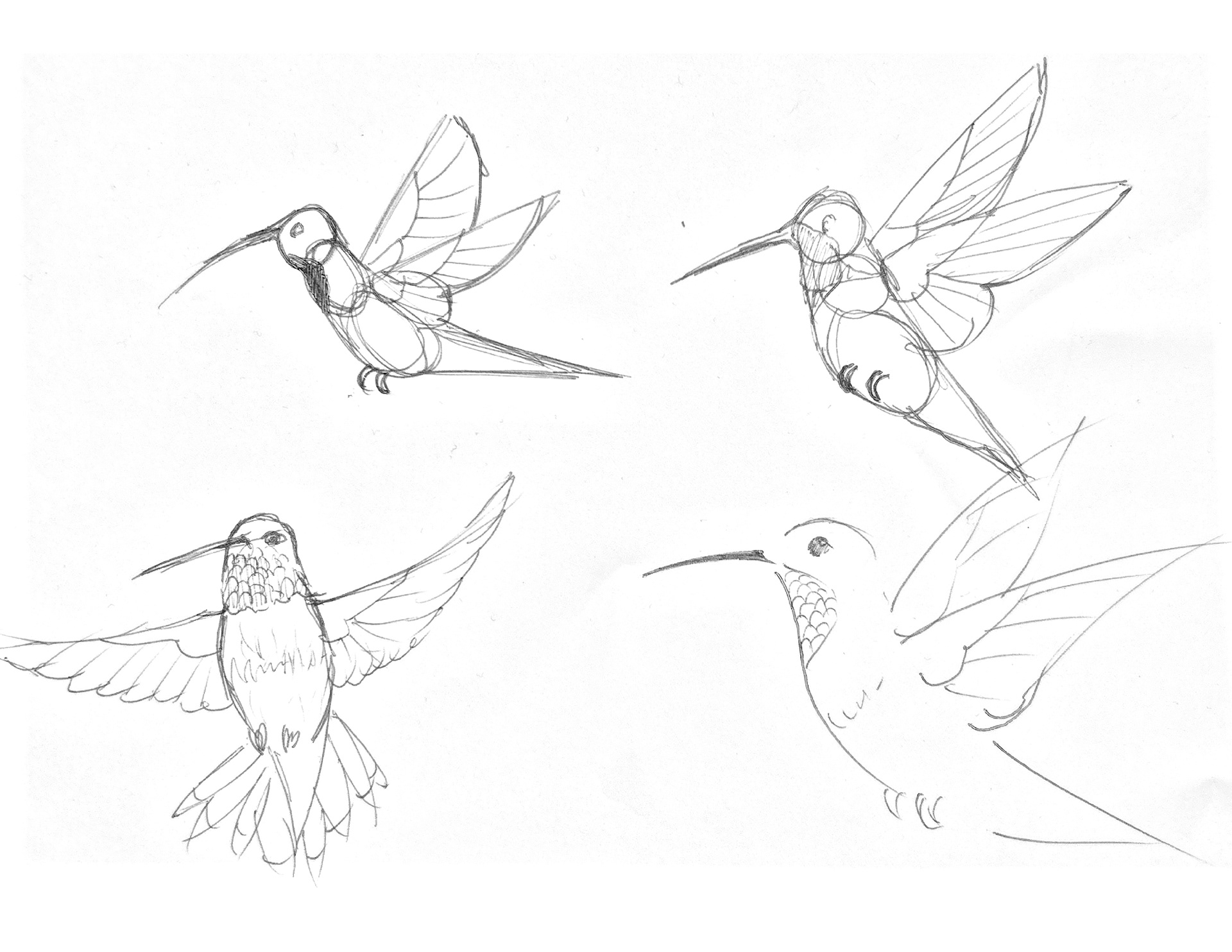Animal Form Sketches