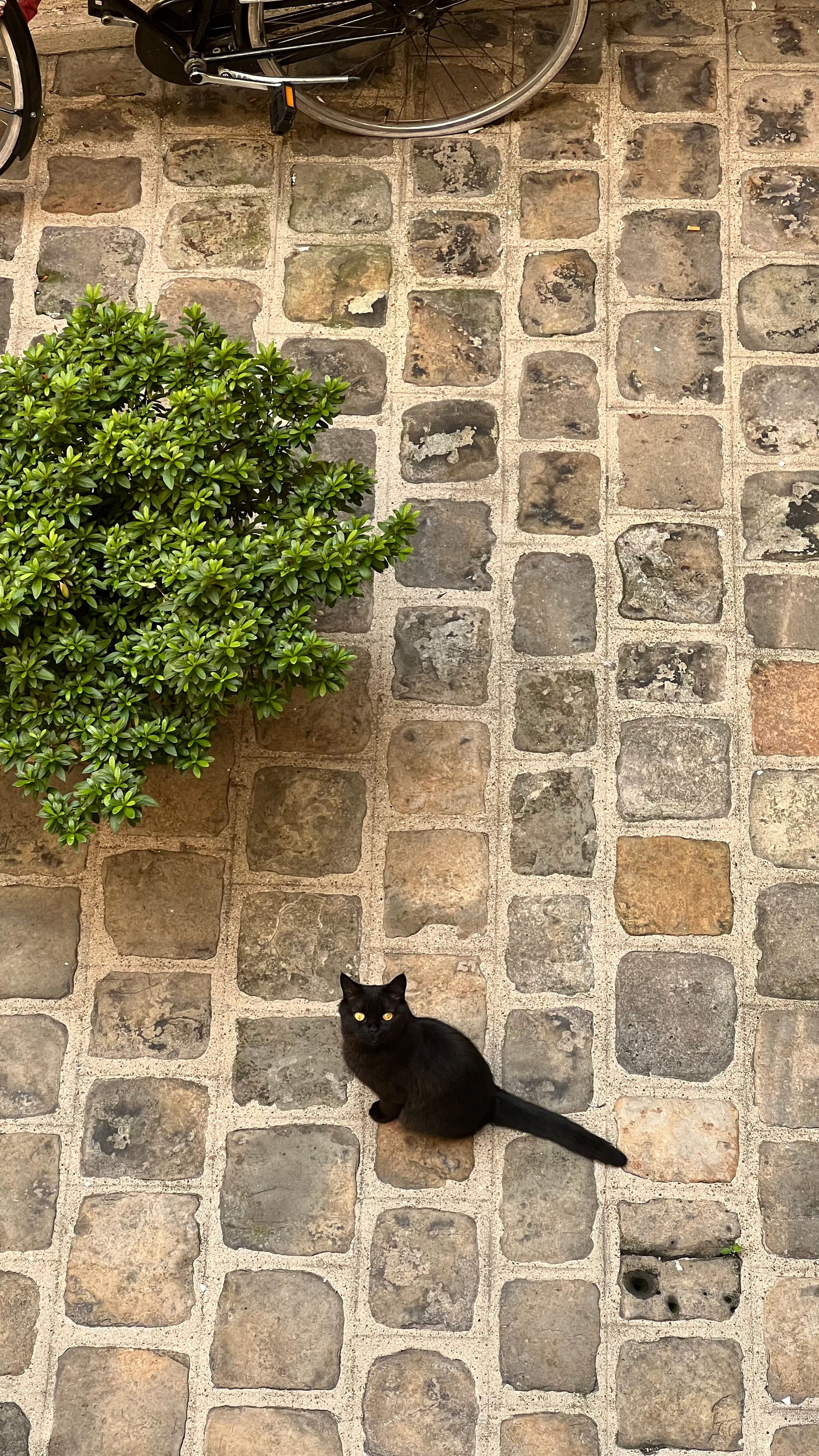 I took the perfect cat photo.