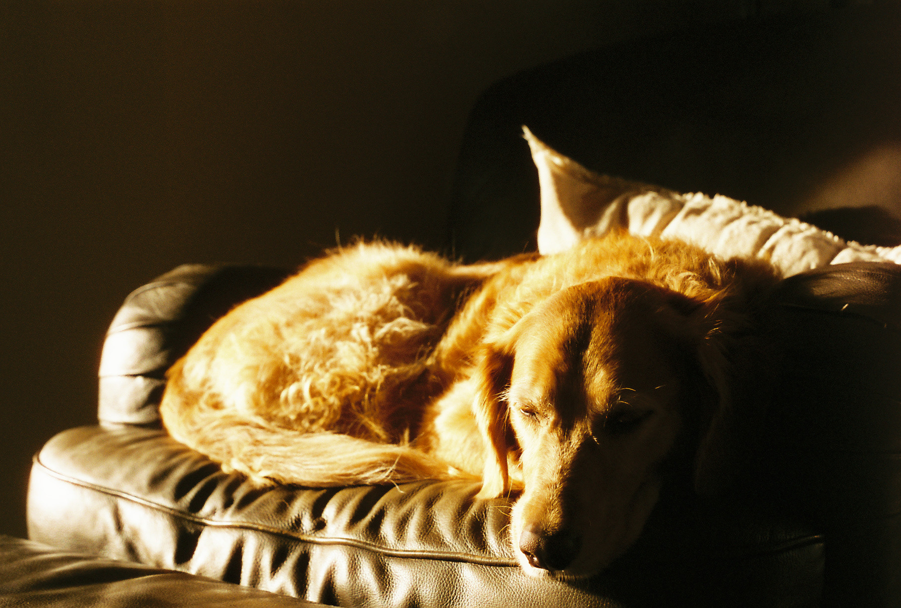 cinestill 400d - minolta x700