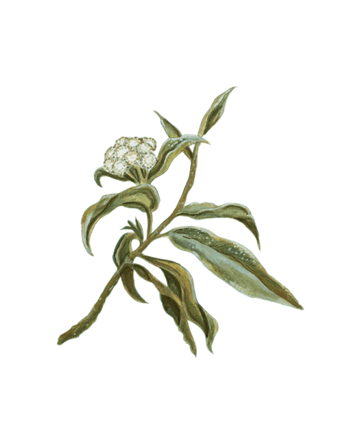 Watercolor Illustrations for Threads of Peru