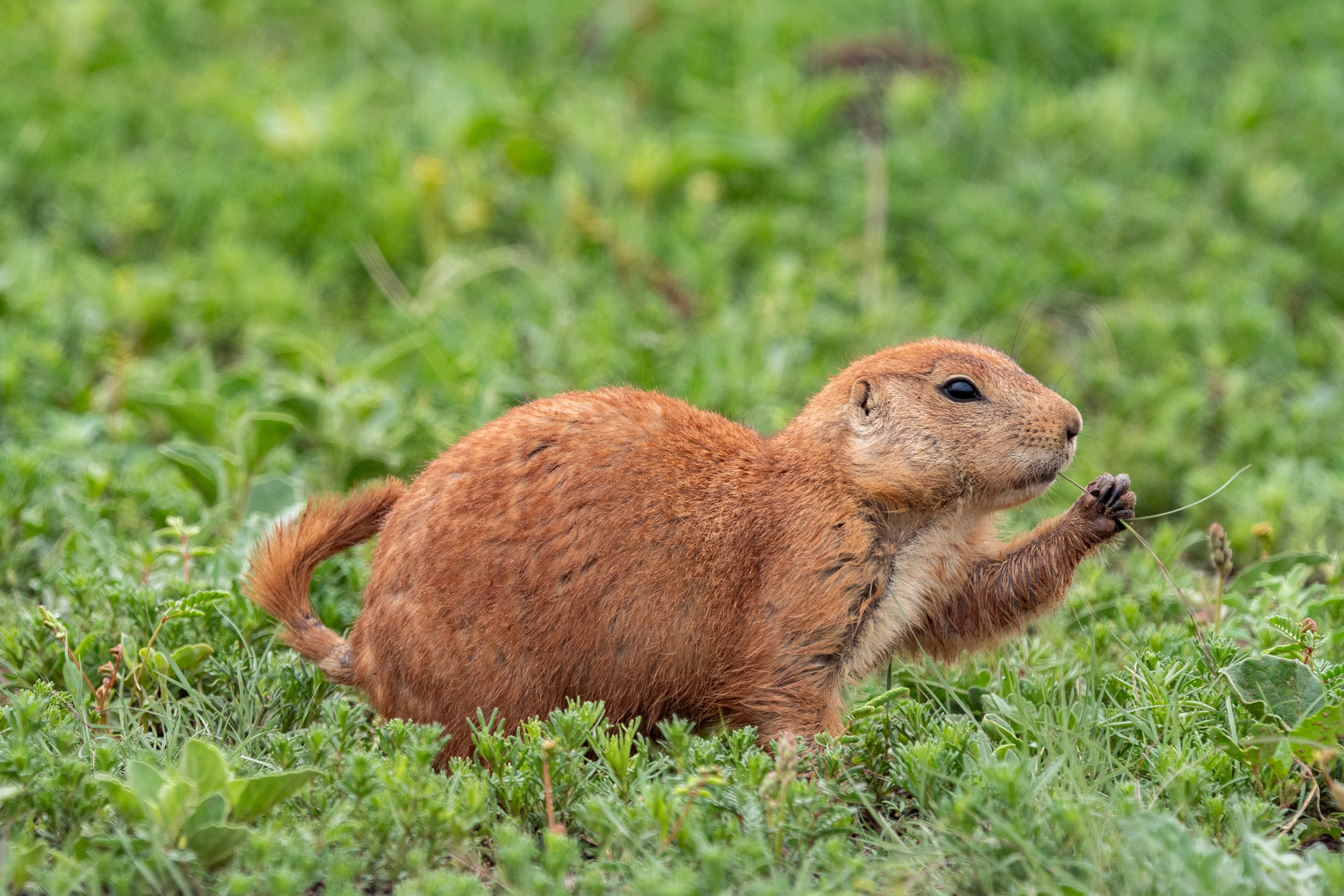 Prairie Dog