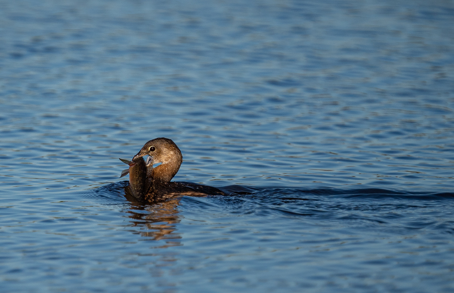 Pie-billed Grebe