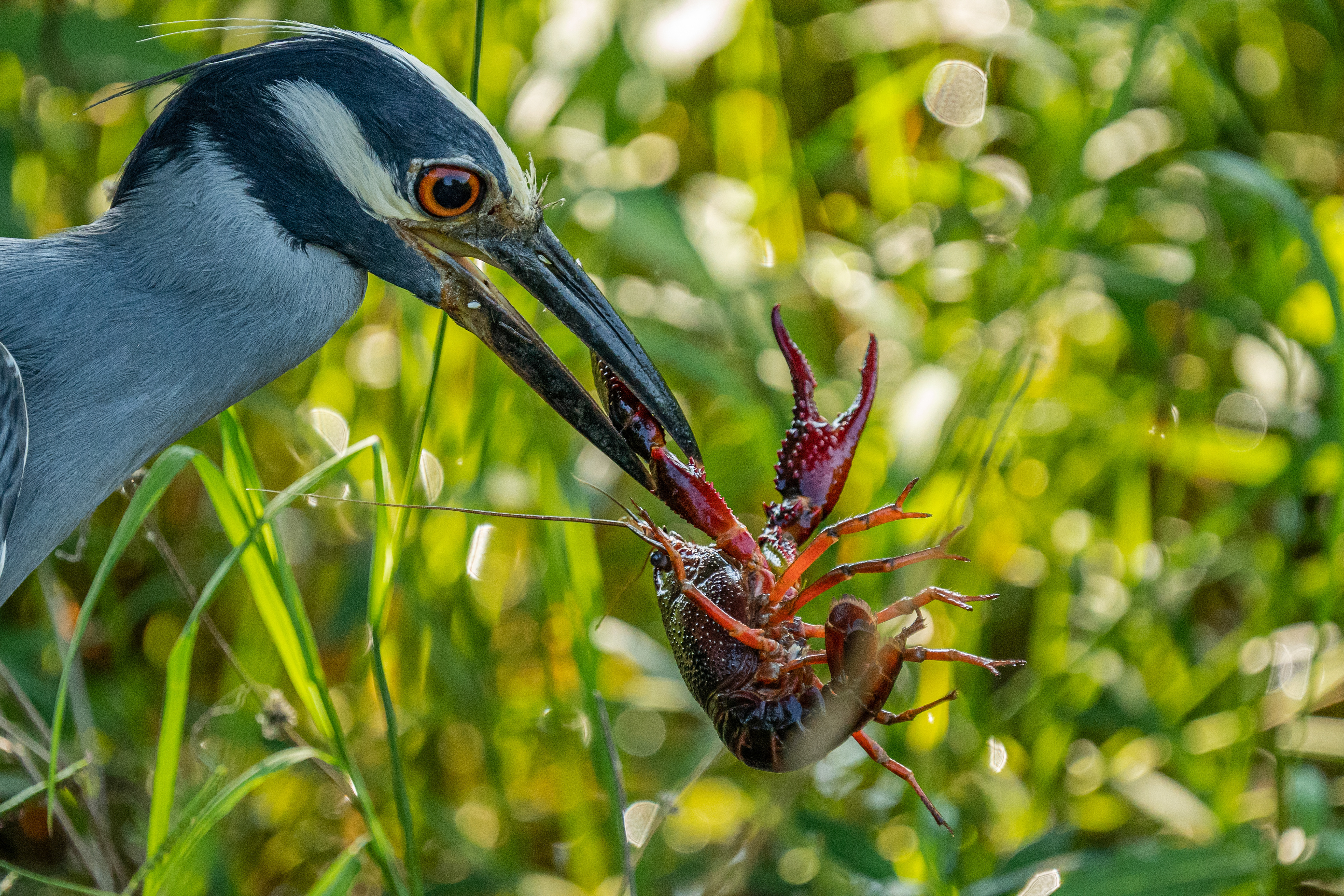 Yellow-crowned Night Heron