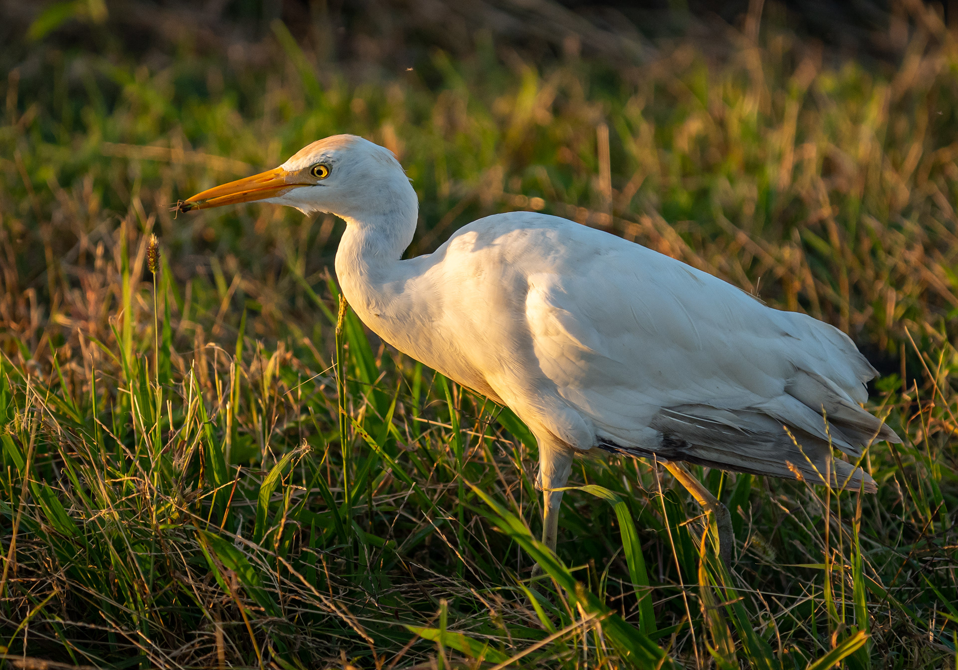 Cattle Egret