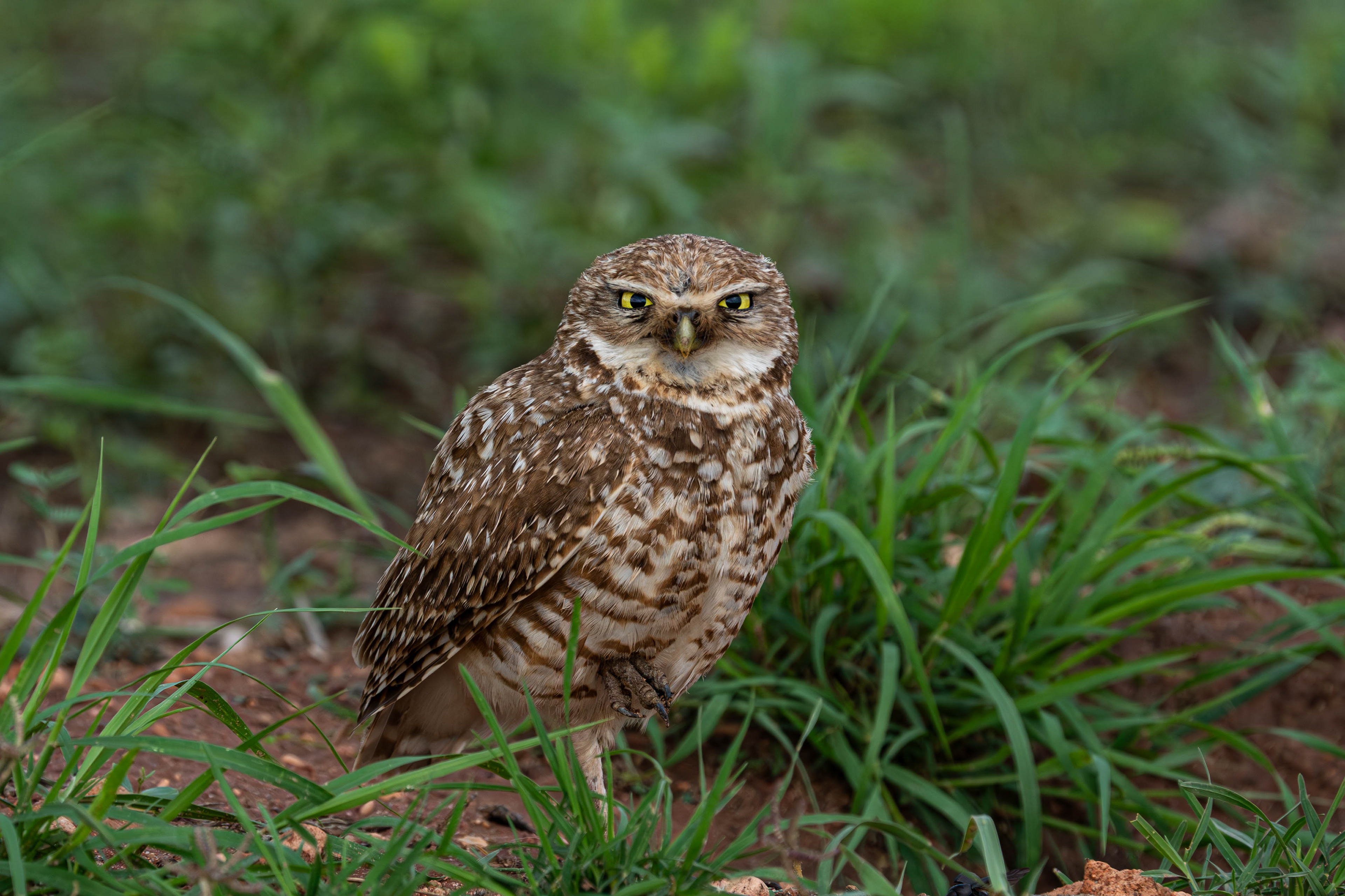 Burrowing Owl