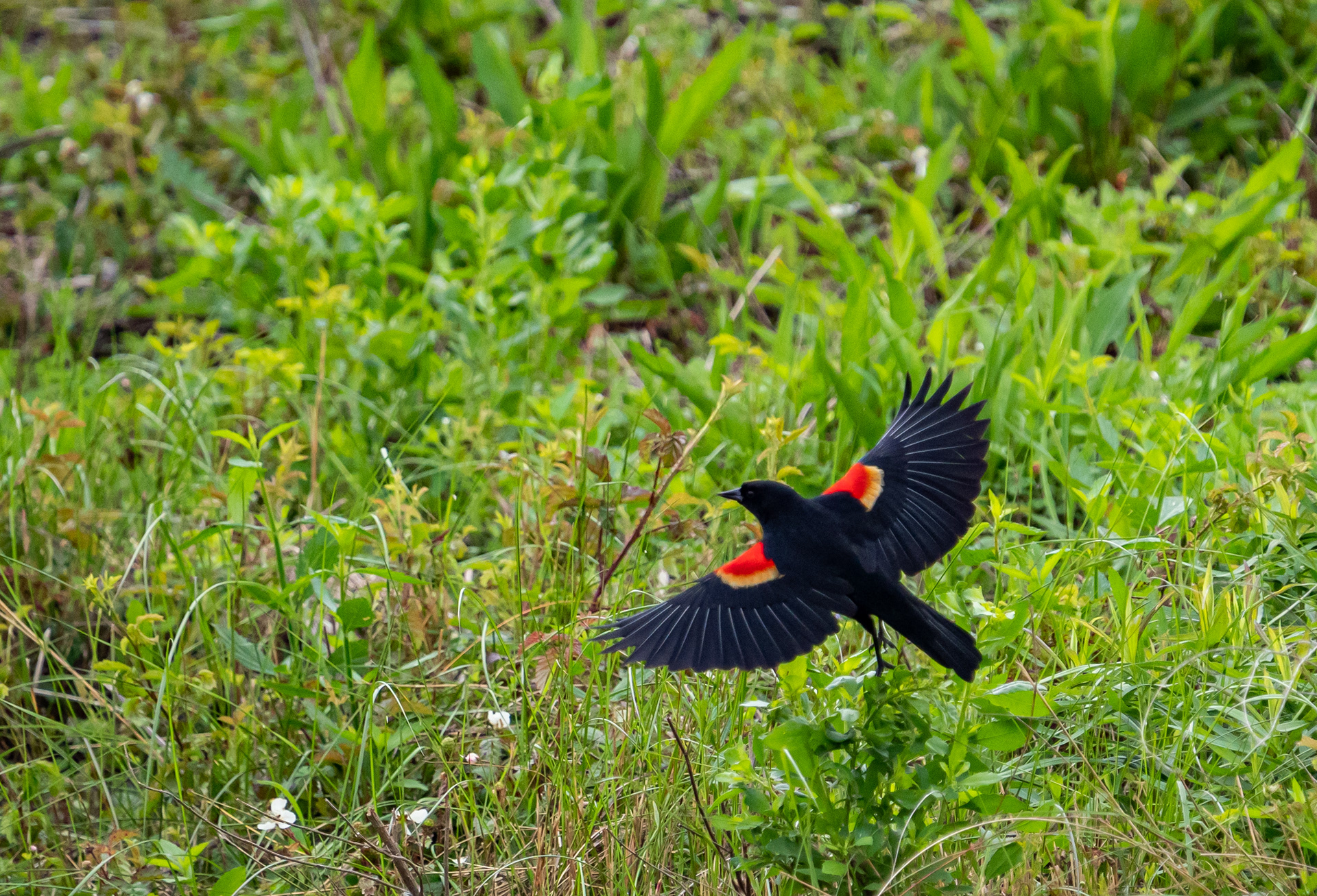 Red-winged Blackbird