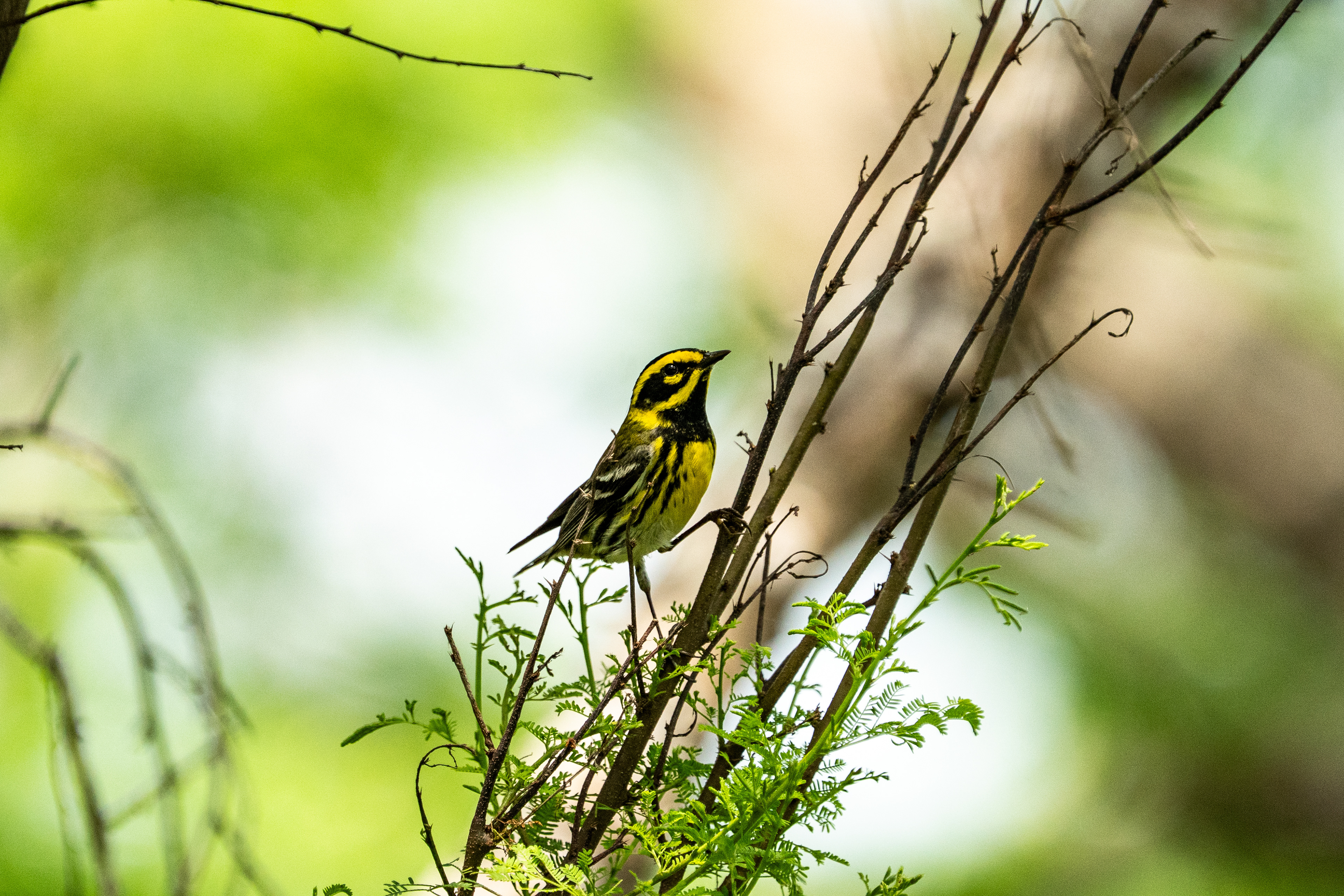 Townsend's Warbler