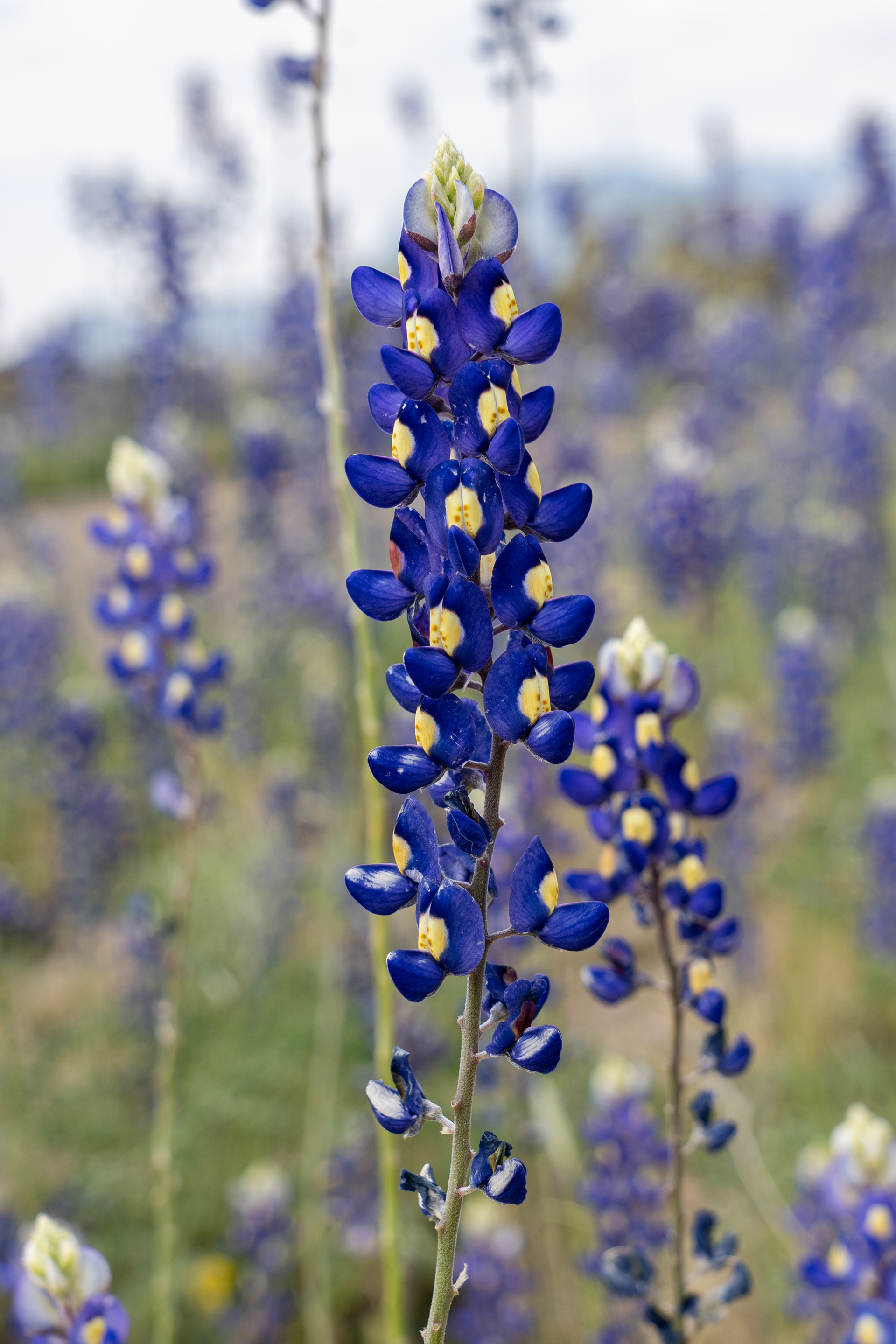Blue Bonnets