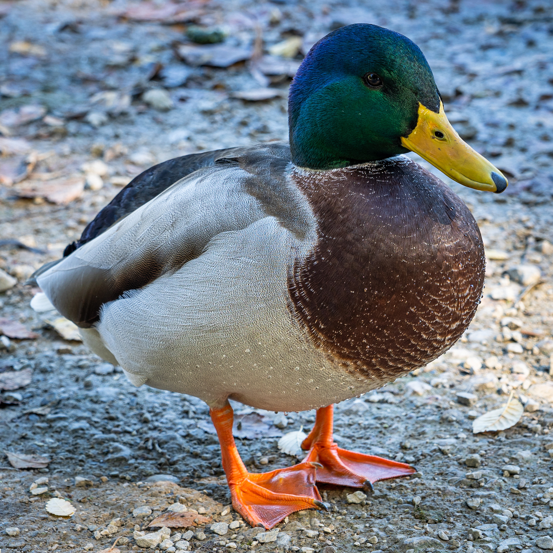 Mallard