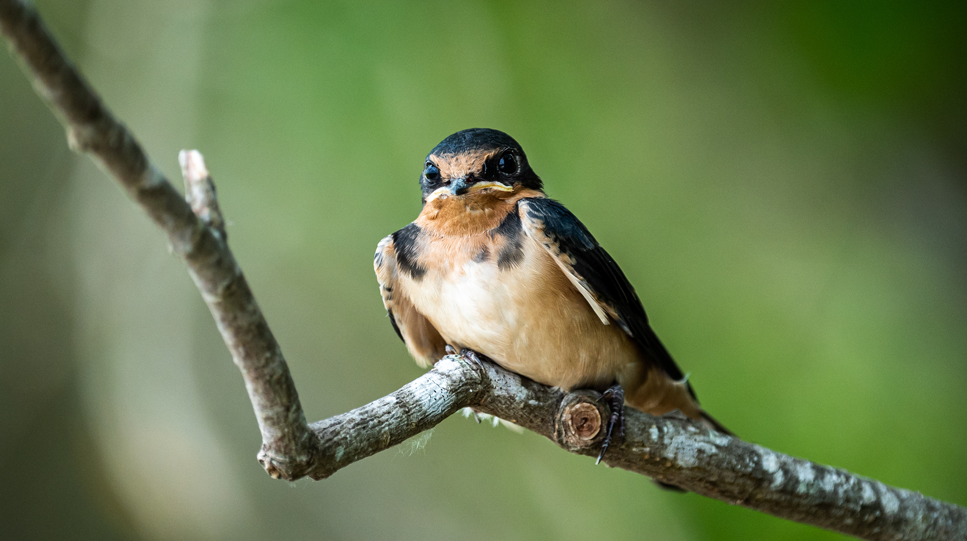 Cliff Swallow