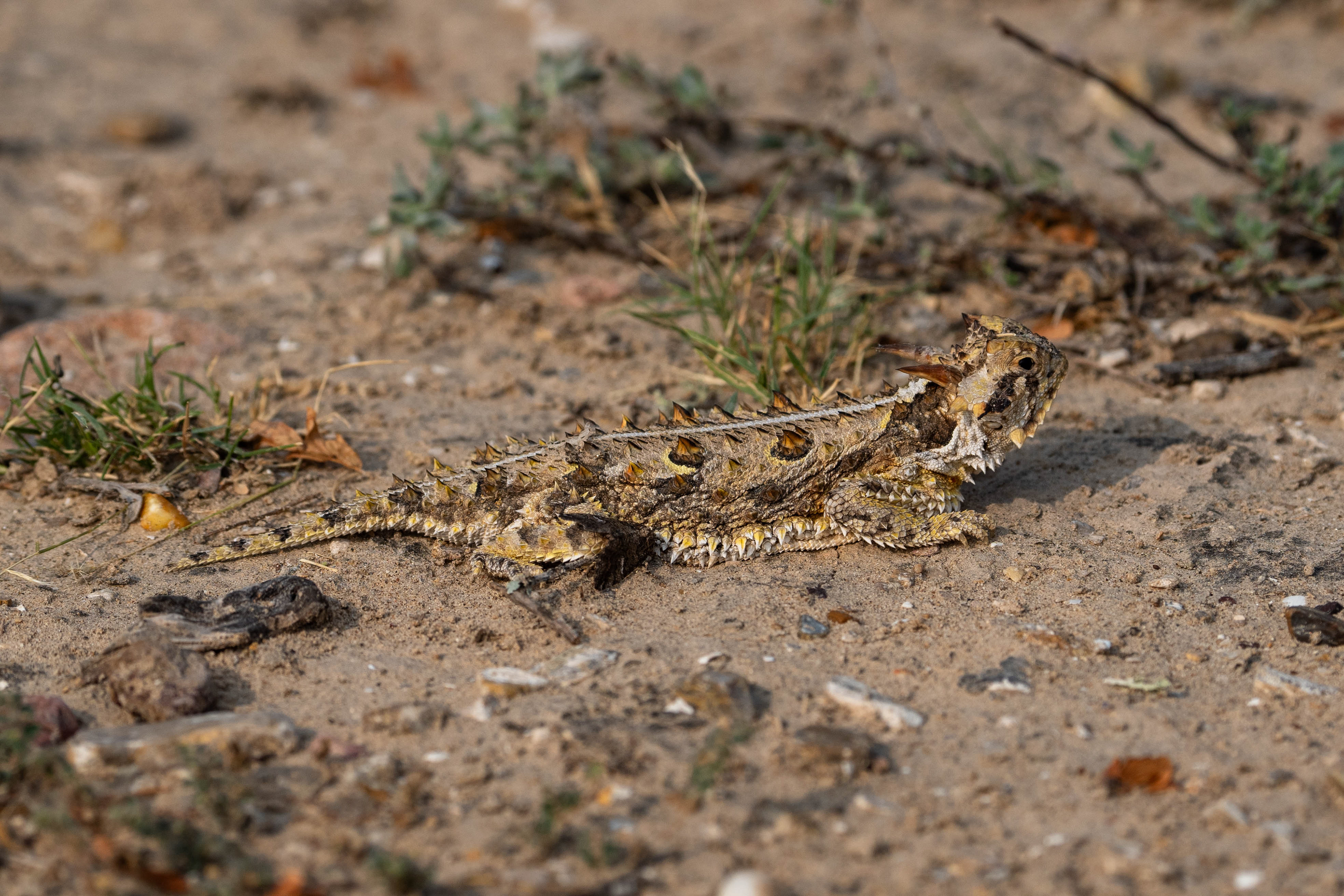 Horned Lizard