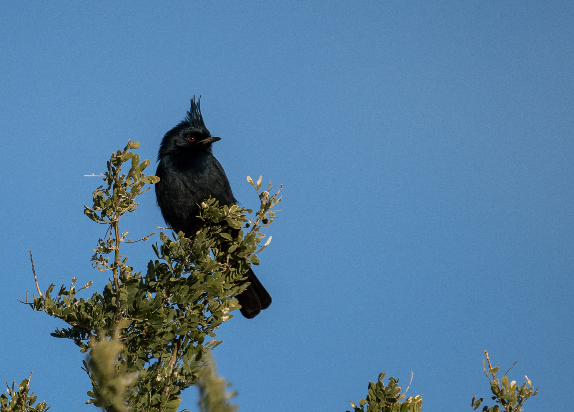 Phainopepla