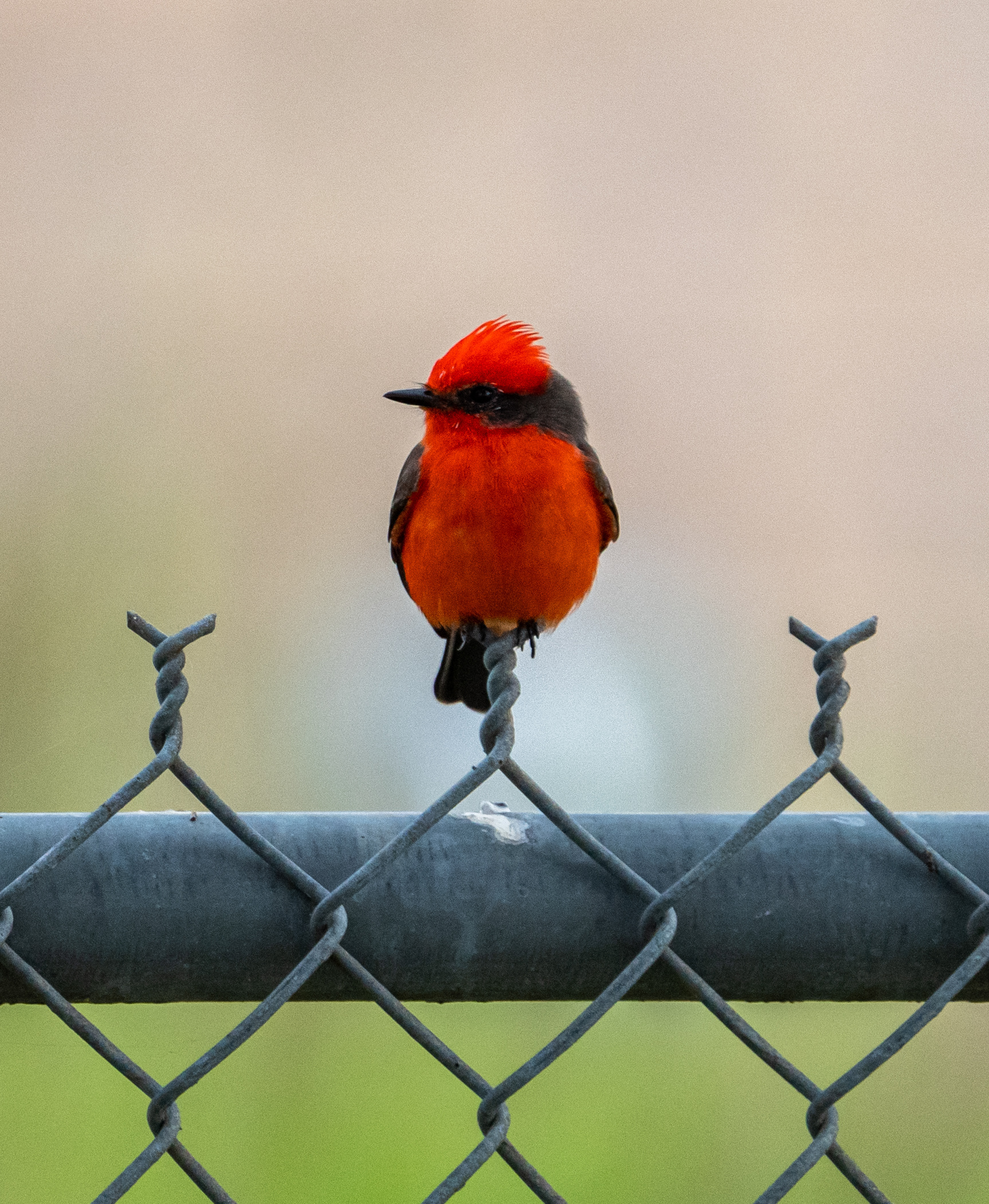 Vermilion Flycatcher