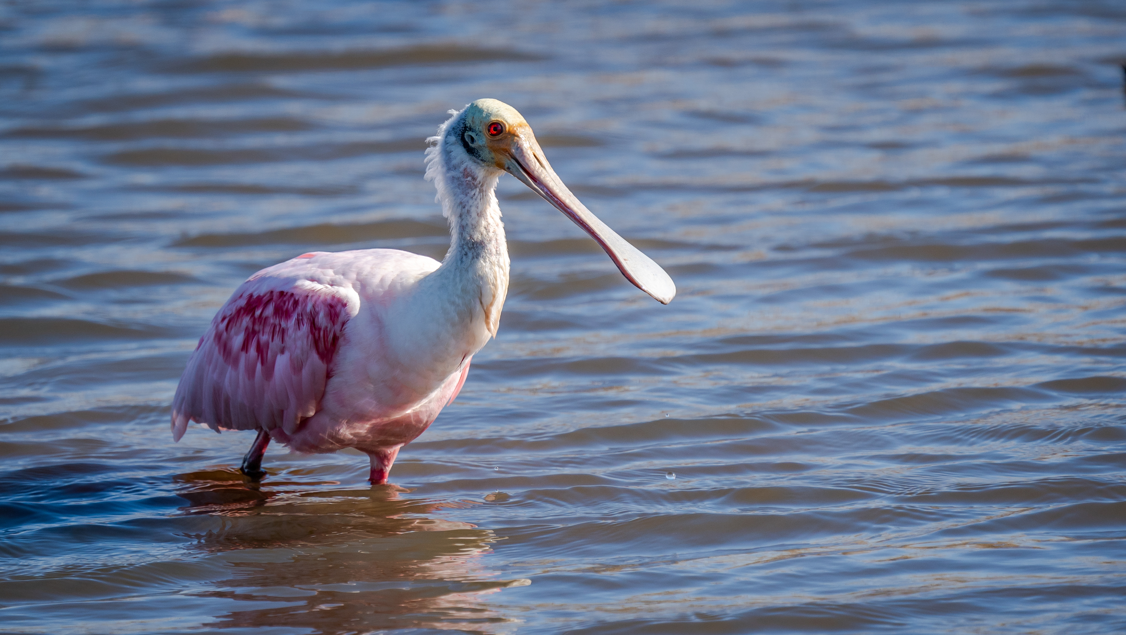 Roseate Spoonbill