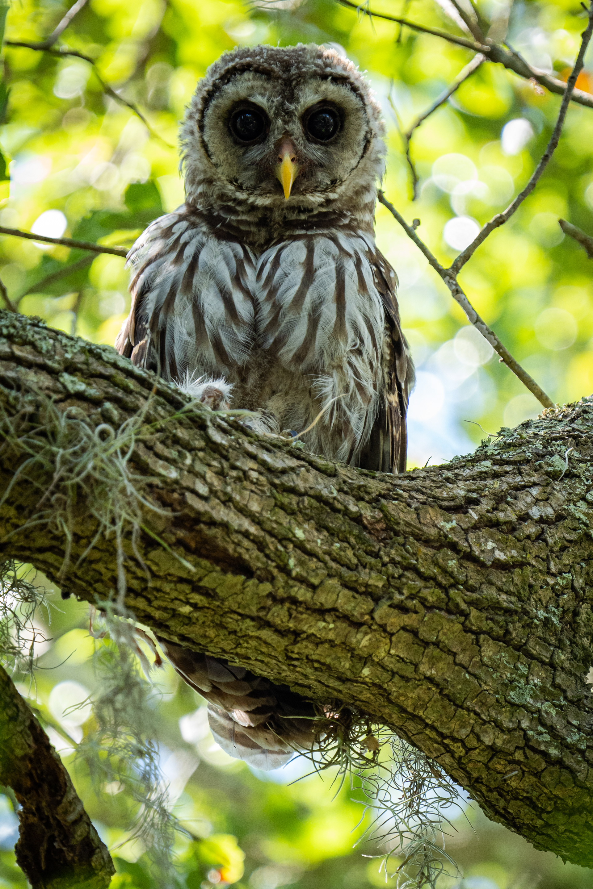 Barred Owl