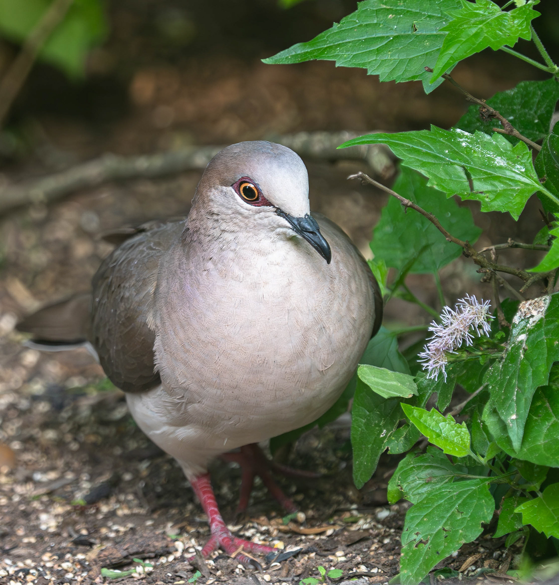 White-tipped Dove