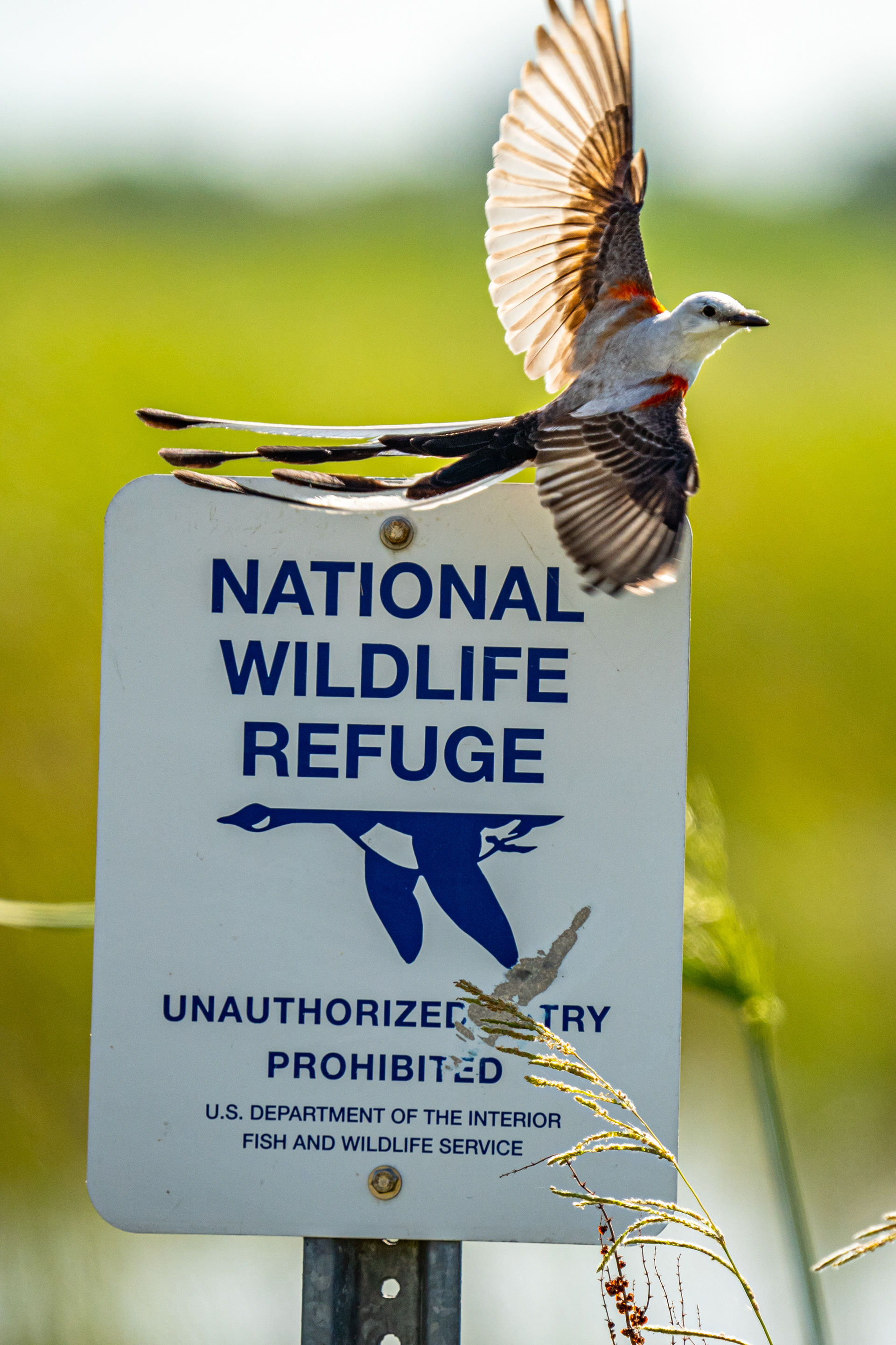 Scissor-tailed Flycatcher
