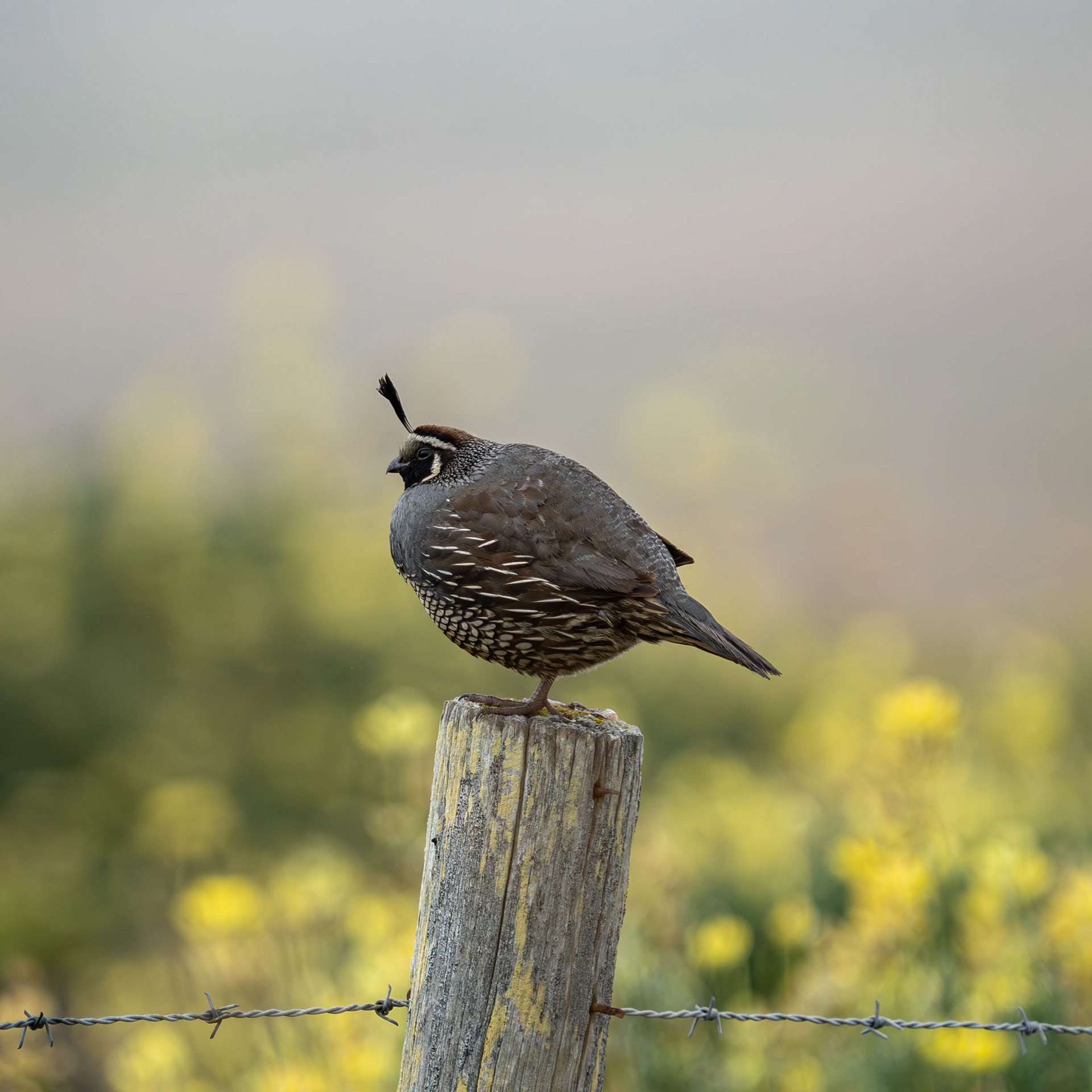 California Quail